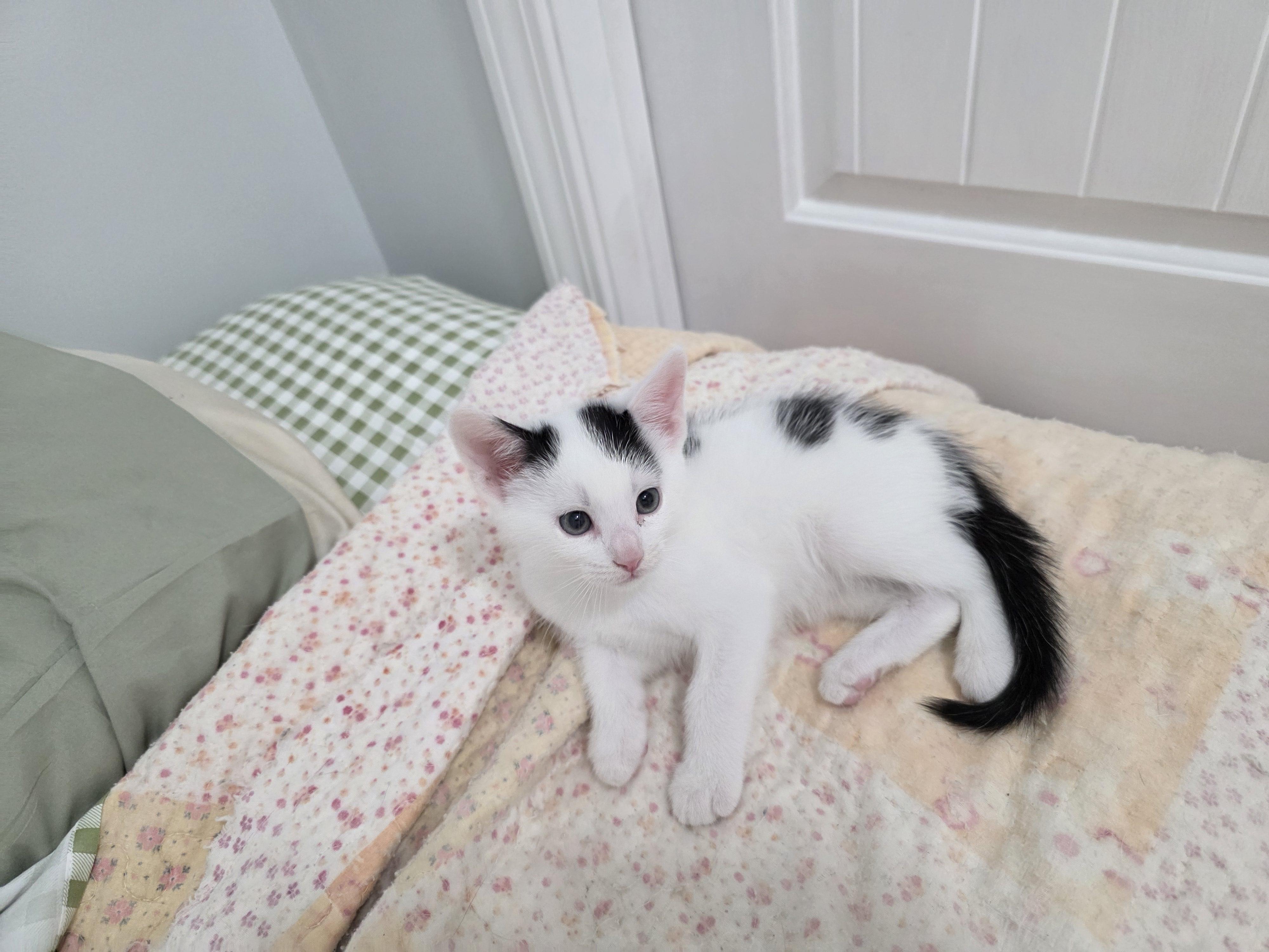 Olives (CT niantic), Adoptable, Kitten Male Domestic Short Hair.