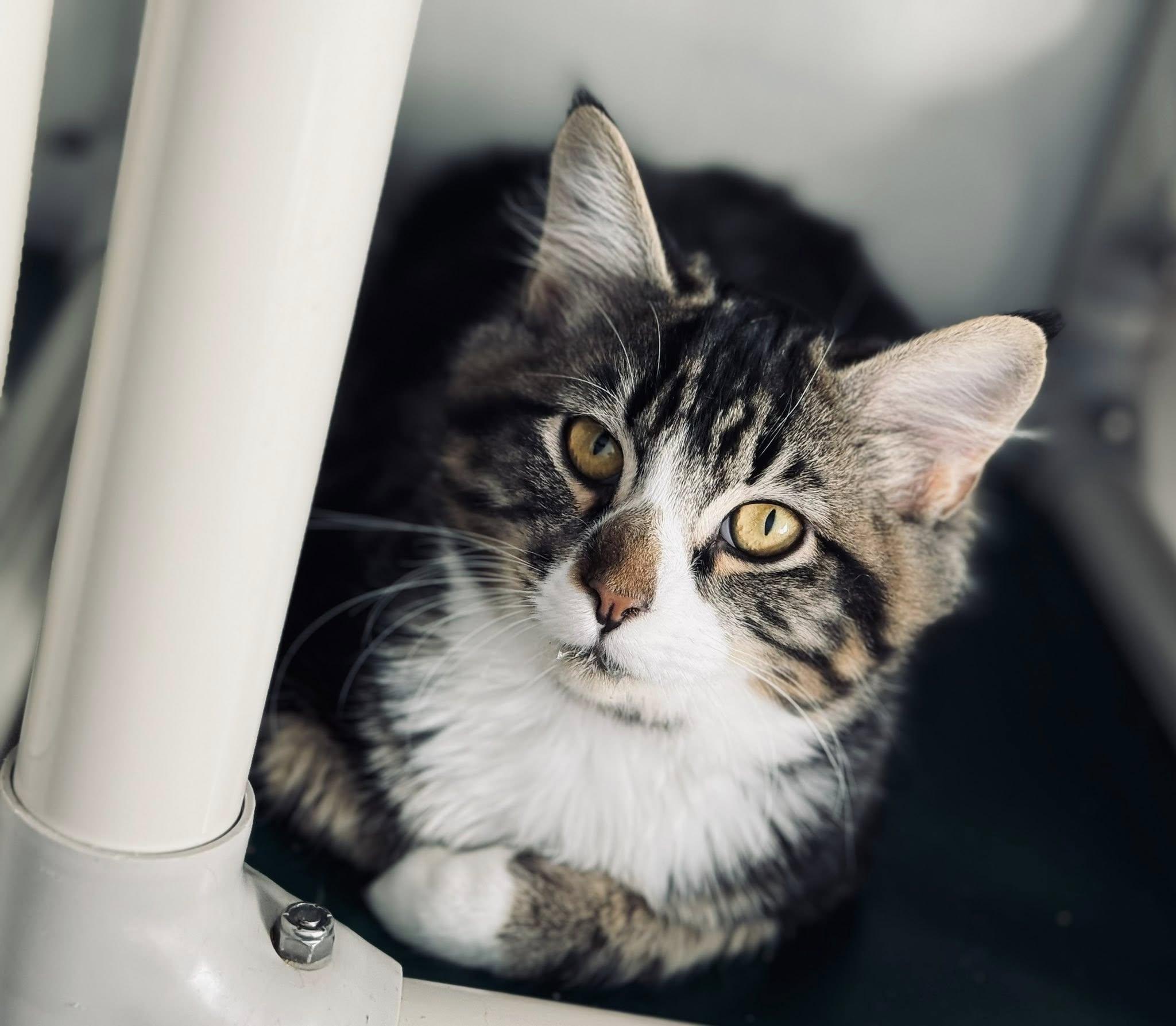 CISCO, an adoptable Domestic Medium Hair in Prineville, OR, 97754 | Photo Image 1