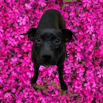 Enlarge Batgirl, a Adoptable mixed breed in Tuscaloosa, AL image 1/1