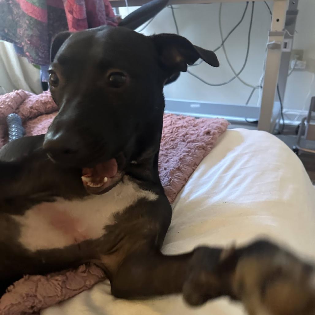 Enlarge Batgirl, a Adoptable mixed breed in Tuscaloosa, AL image 2/6