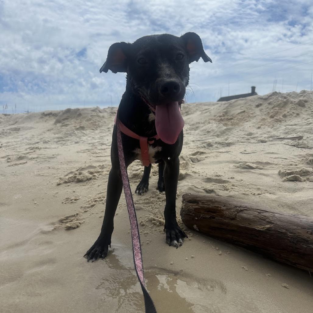 Enlarge Batgirl, a Adoptable mixed breed in Tuscaloosa, AL image 3/6