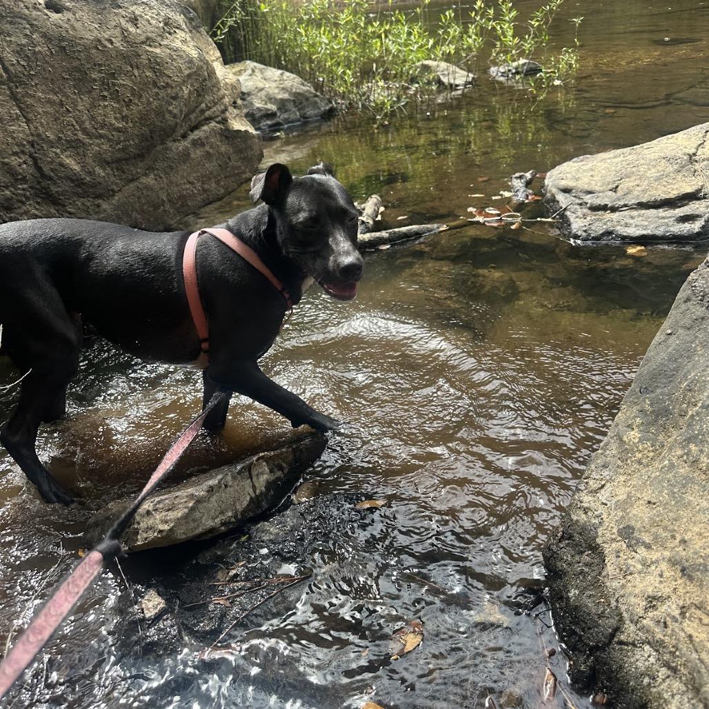 Enlarge Batgirl, a Adoptable mixed breed in Tuscaloosa, AL image 4/6