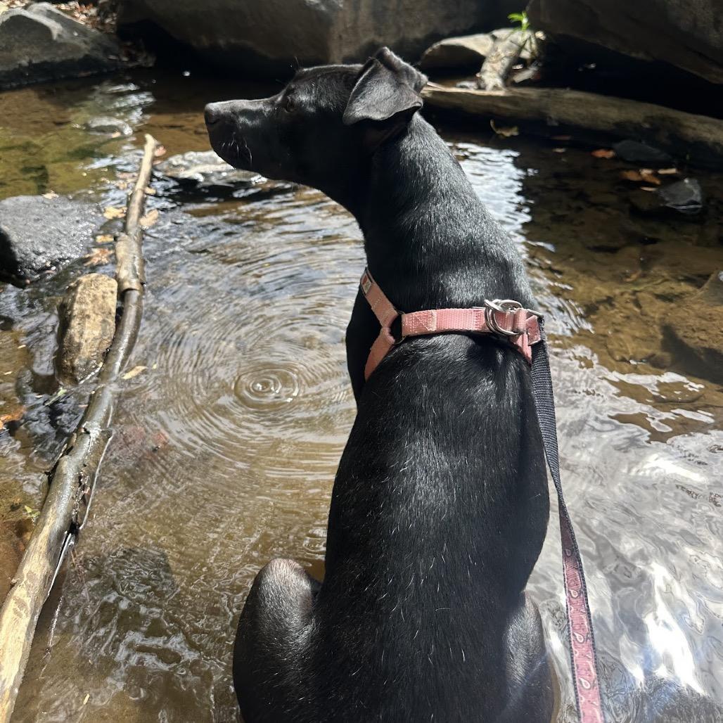 Enlarge Batgirl, a Adoptable mixed breed in Tuscaloosa, AL image 5/6