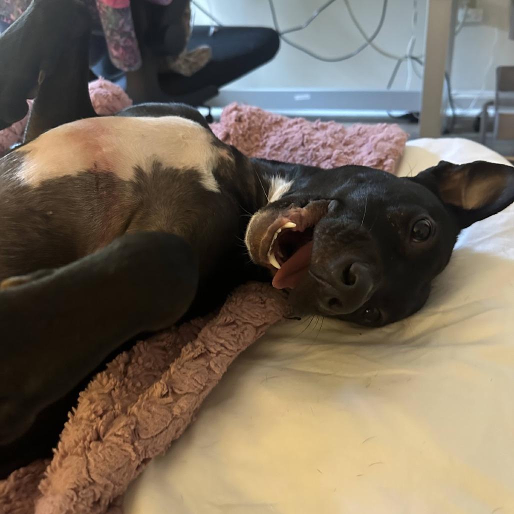 Enlarge Batgirl, a Adoptable mixed breed in Tuscaloosa, AL image 6/6