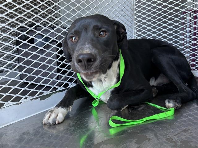 NEO, Adoptable, Young Male Pit Bull Terrier.