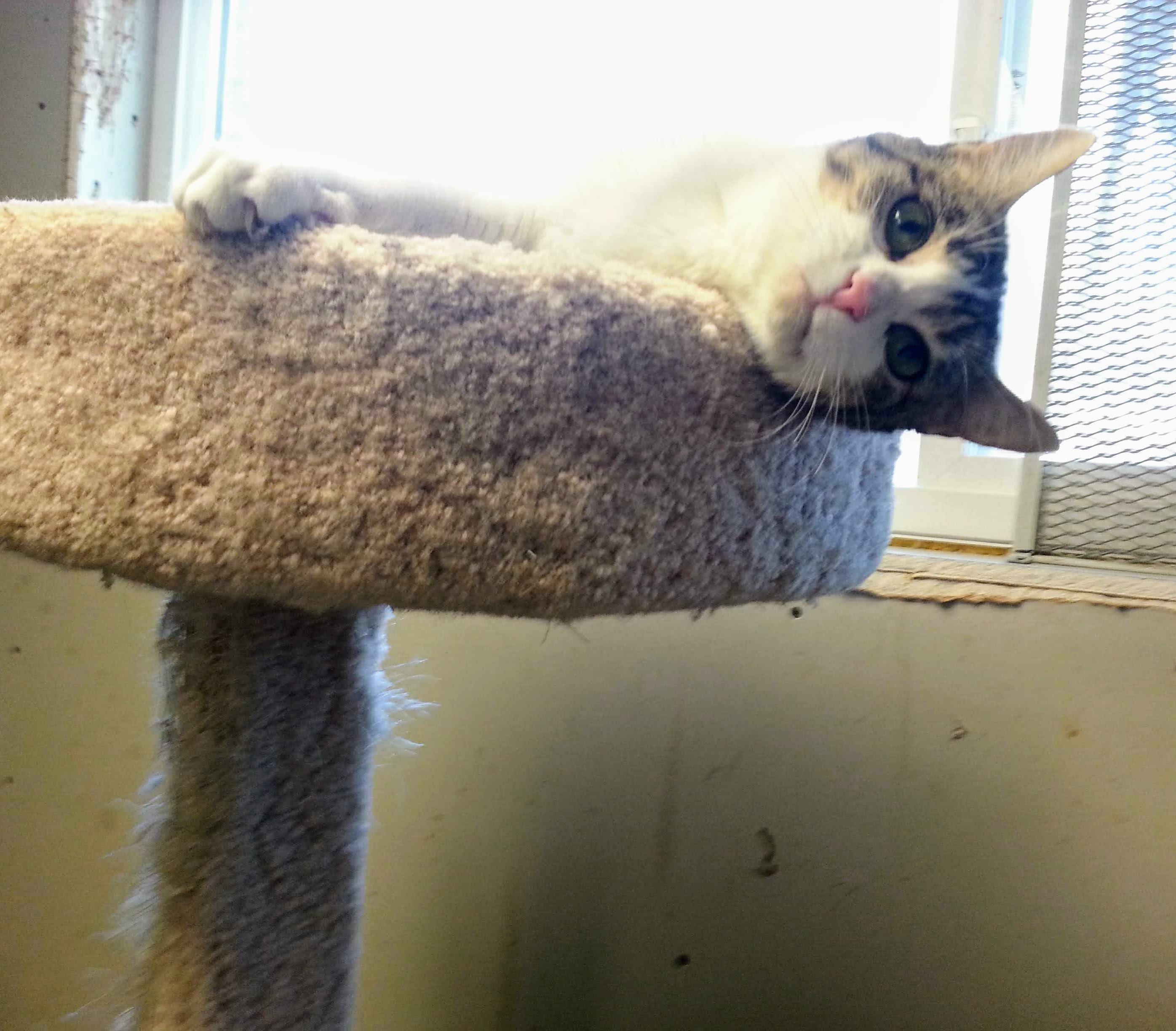 Millie, adoptable, Adult Female Domestic Short Hair.