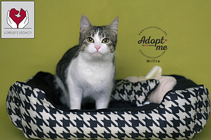 Enlarge Millie, an adoptable mixed breed in Salt Lake City, UT image 2/6