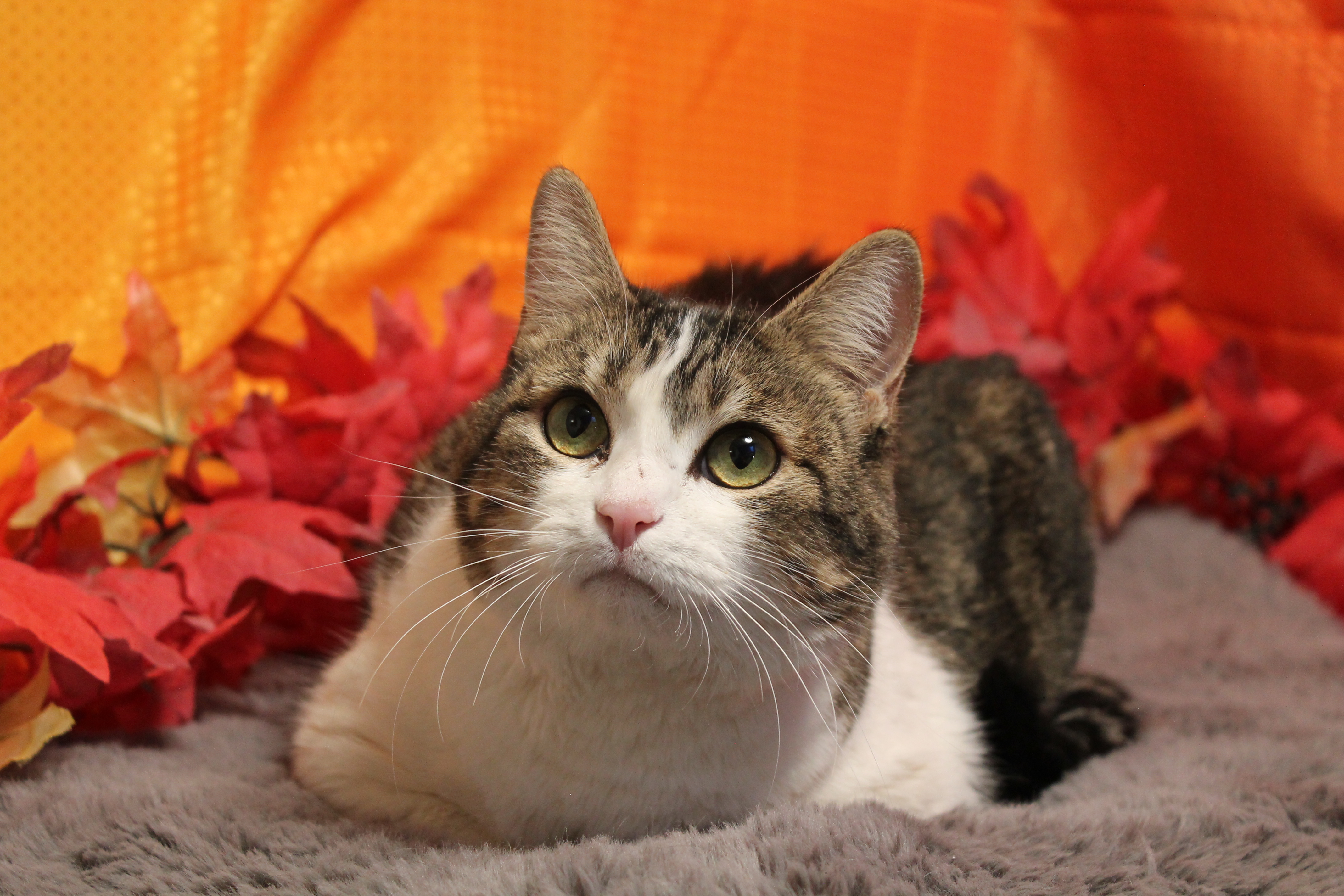 Enlarge Millie, an adoptable mixed breed in Salt Lake City, UT image 3/6
