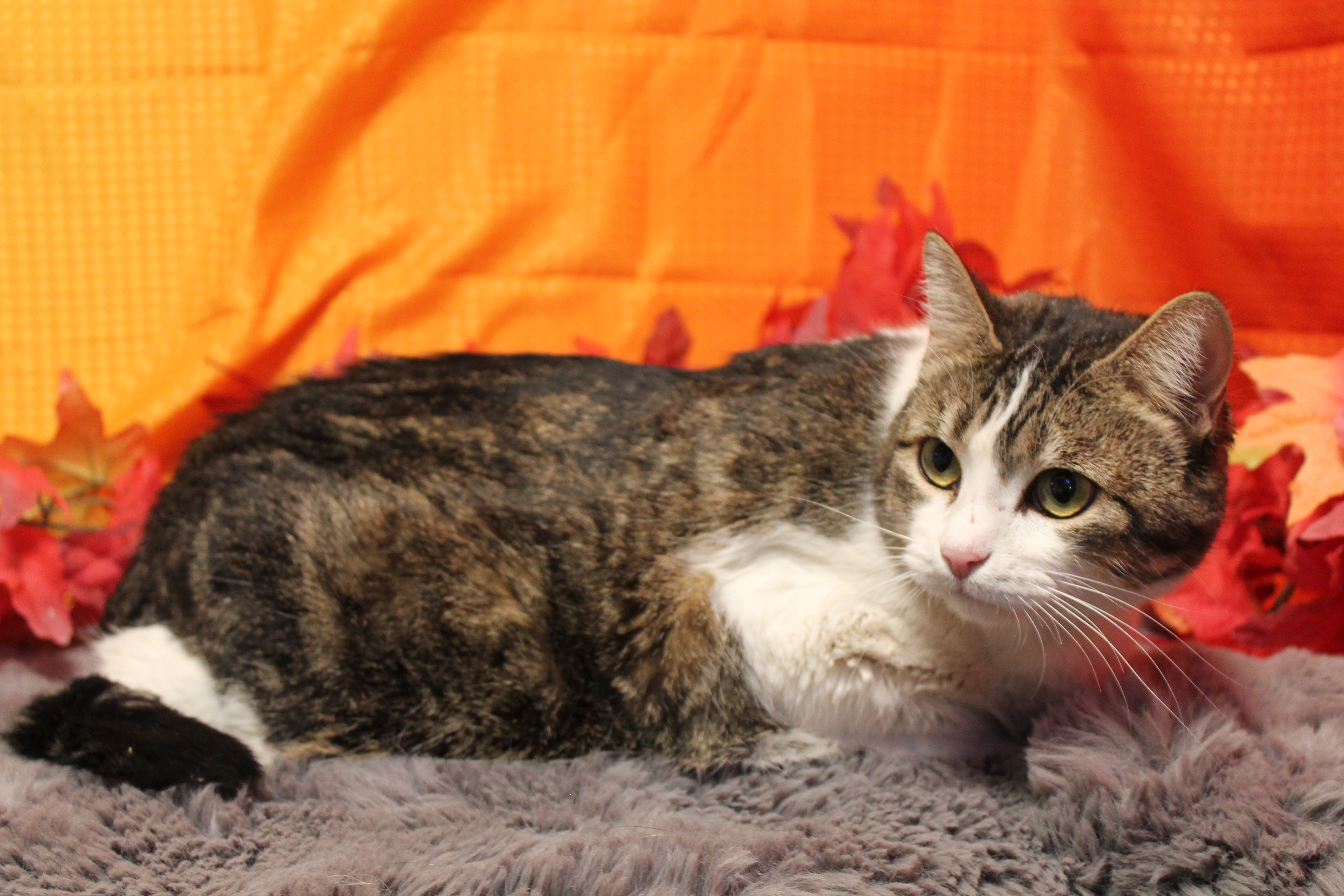 Enlarge Millie, an adoptable mixed breed in Salt Lake City, UT image 4/6