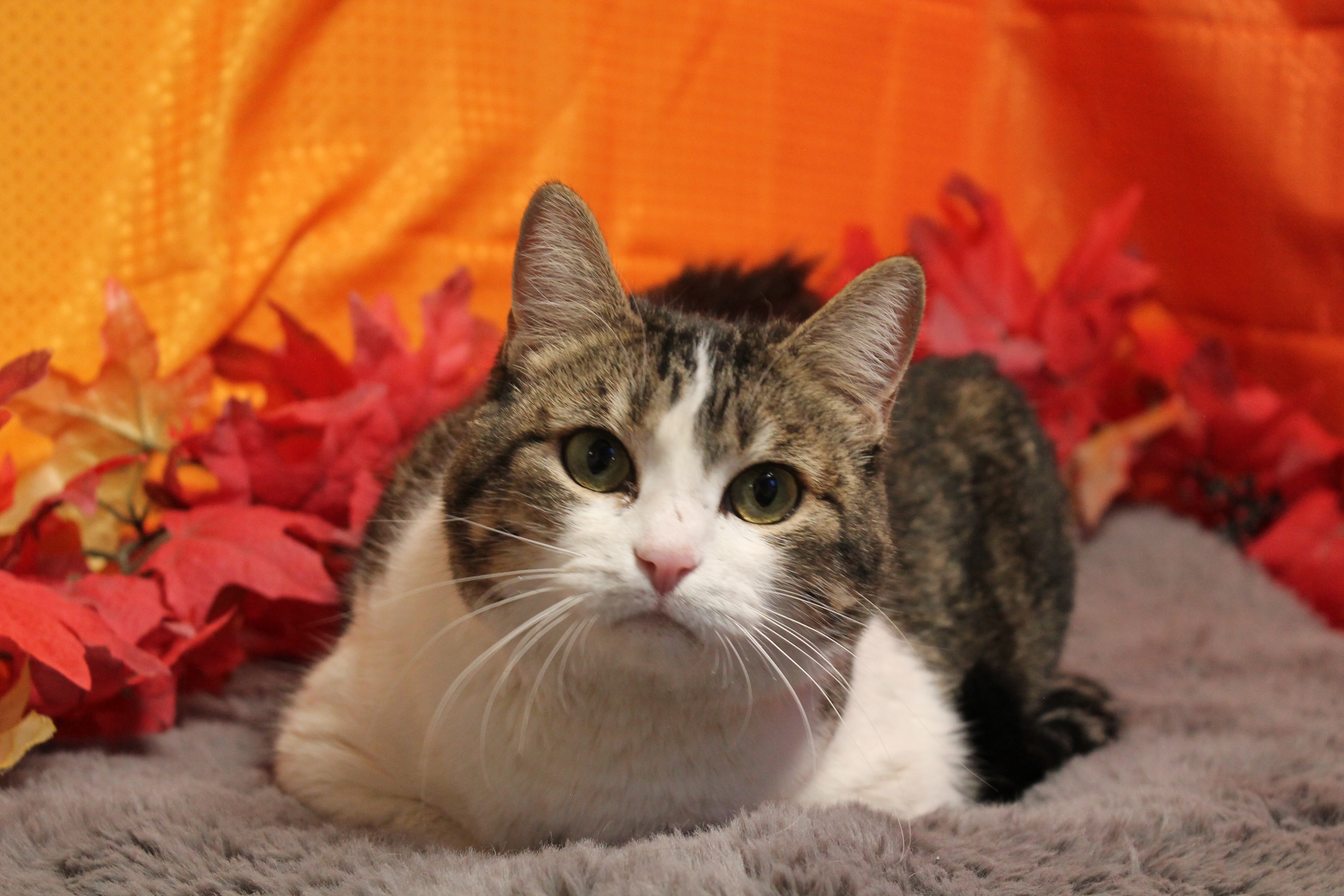 Enlarge Millie, an adoptable mixed breed in Salt Lake City, UT image 5/6