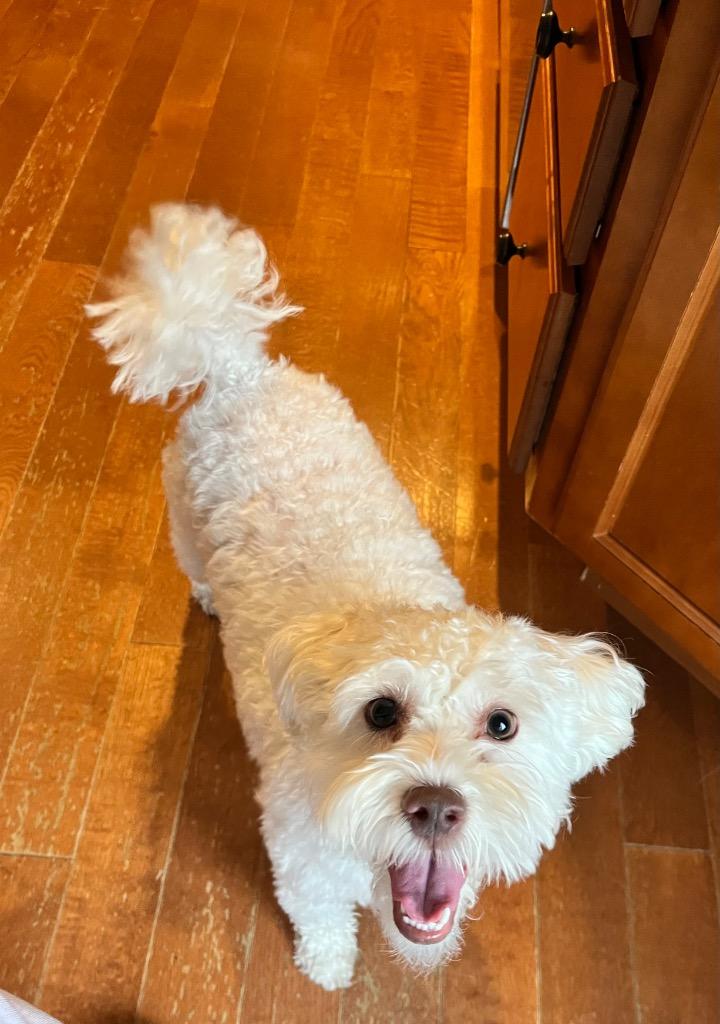 Leo, Adopted, Young Male Maltese & Poodle.