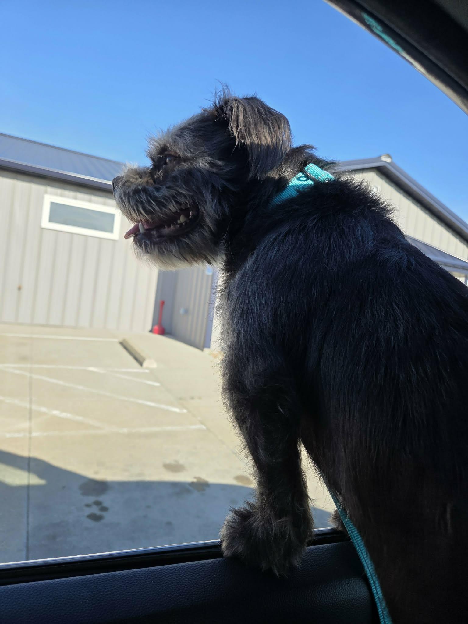 Midnight, a ADOPTABLE Mixed Breed in Cedar Rapids, IA image 3/5