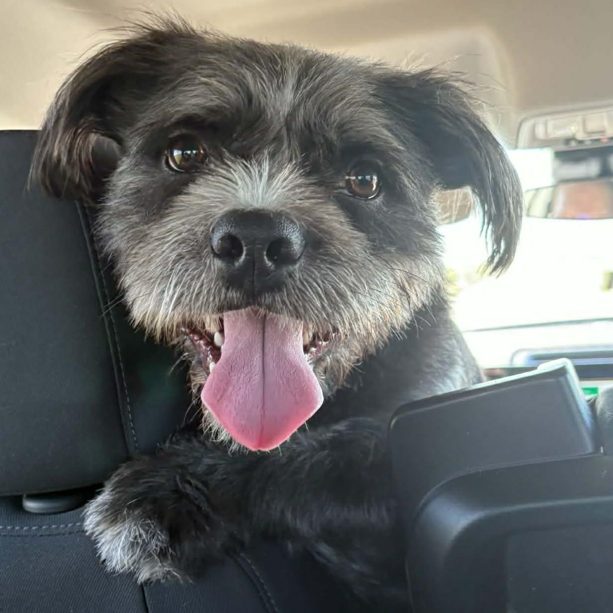Midnight, a ADOPTABLE Mixed Breed in Cedar Rapids, IA image 1/5