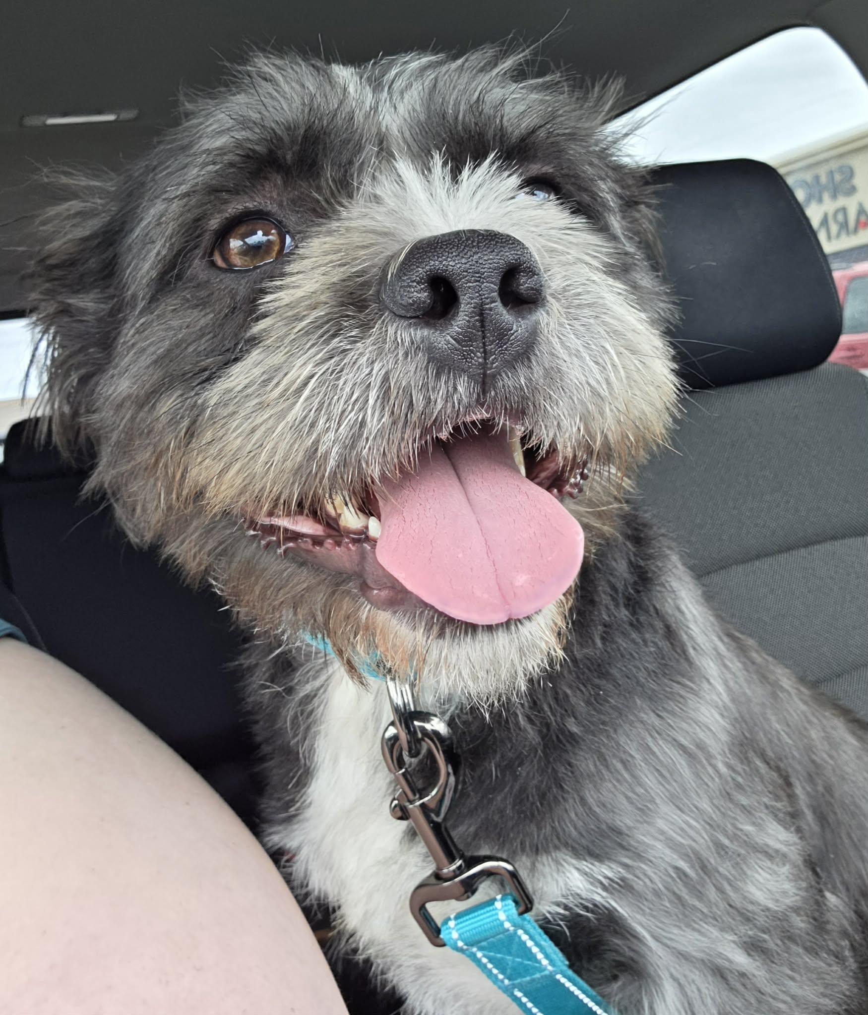 Midnight, a ADOPTABLE Mixed Breed in Cedar Rapids, IA image 2/5