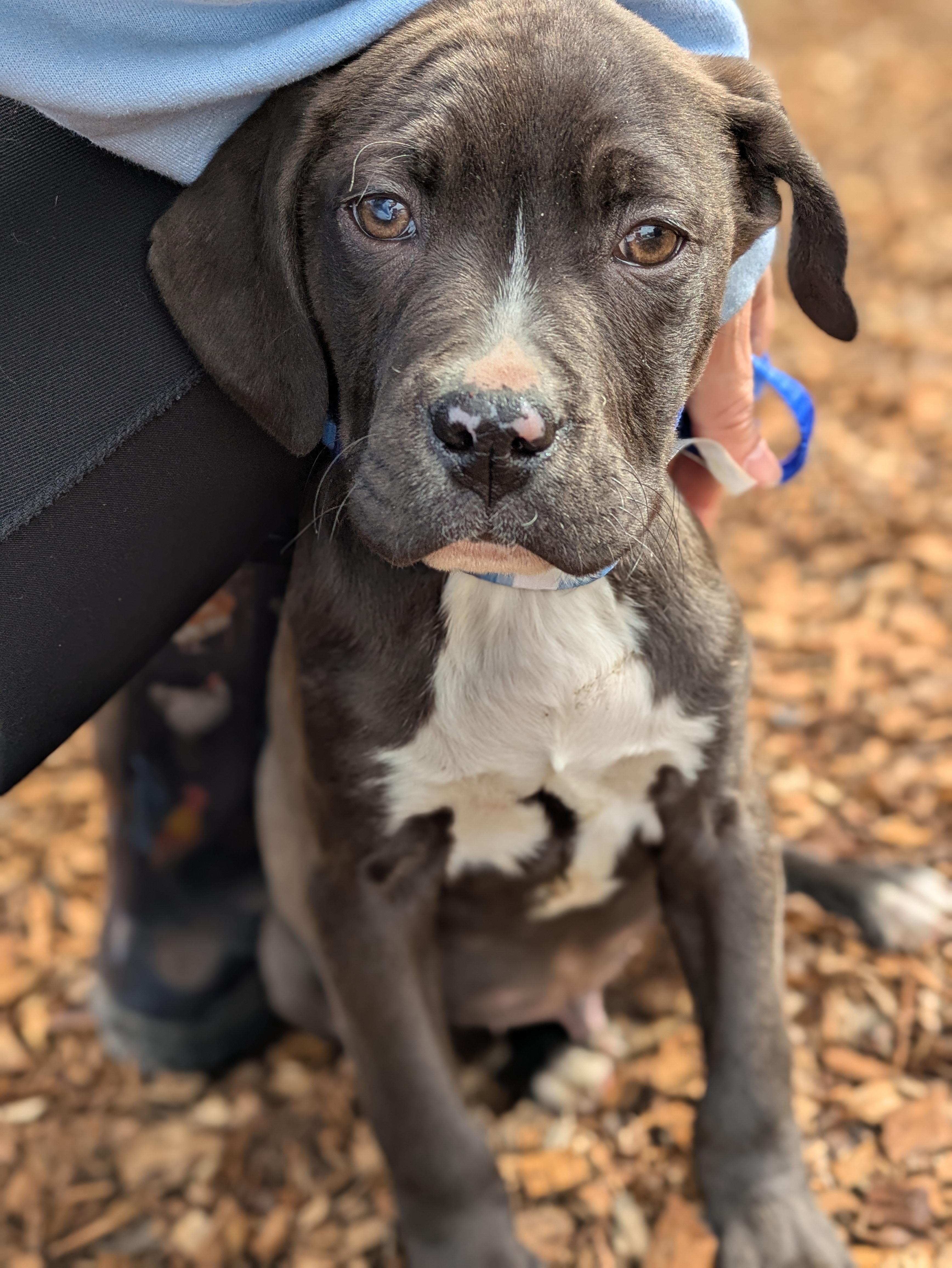Gunter, adopted, Puppy Male Mixed Breed.