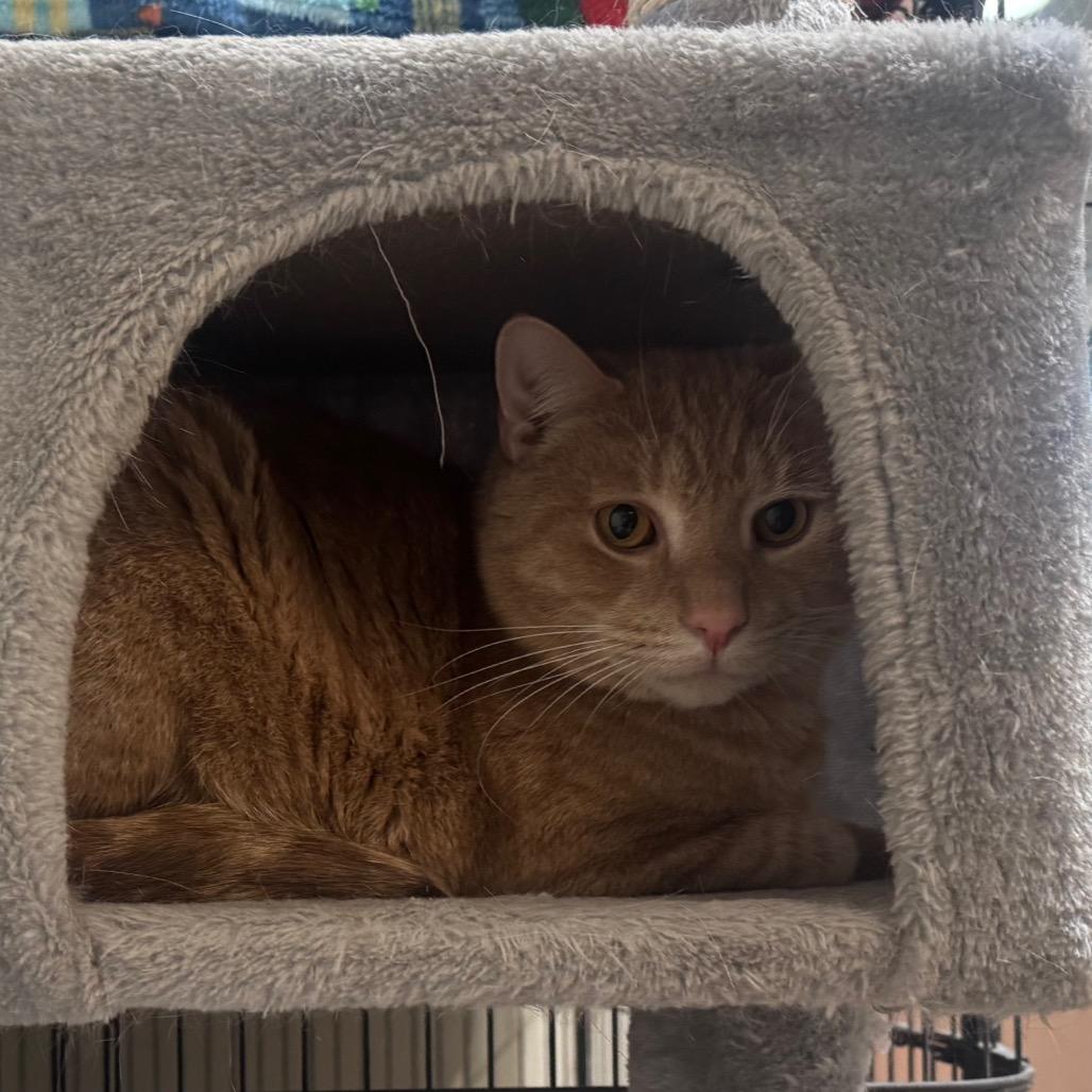 Stitch, Adoptable, Adult Male Domestic Short Hair.