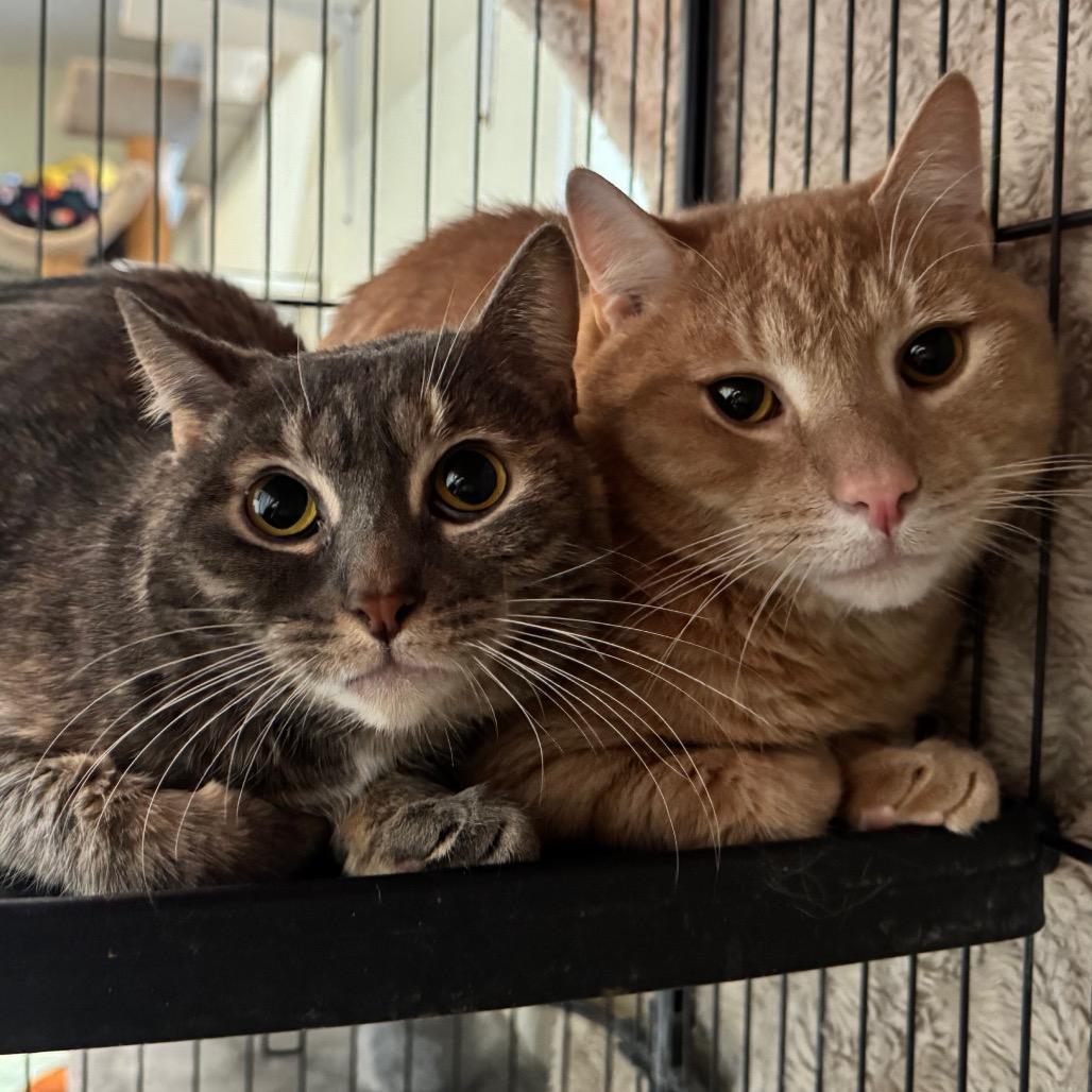 Enlarge Stitch, a Adoptable Domestic Short Hair in Easton, PA image 2/4