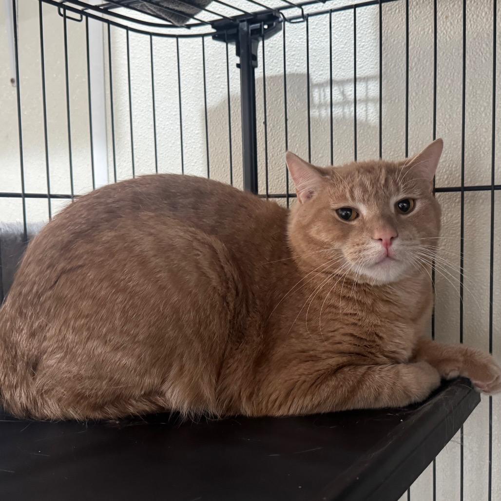 Enlarge Stitch, a Adoptable Domestic Short Hair in Easton, PA image 4/4