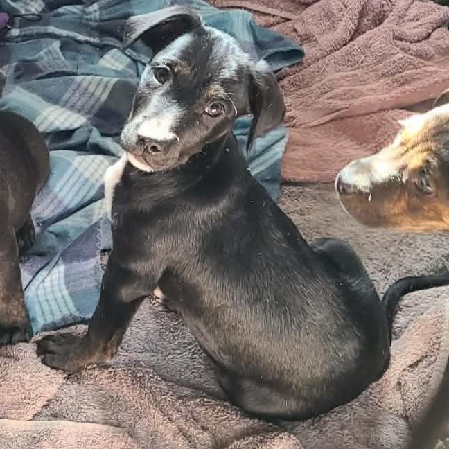 Jimmy, ADOPTABLE, Puppy Male Mountain Cur & Labrador Retriever.