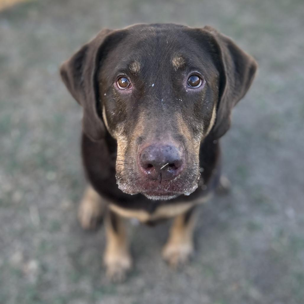 Enlarge Reese, a Adoptable mixed breed in Fredericksburg, TX image 1/6