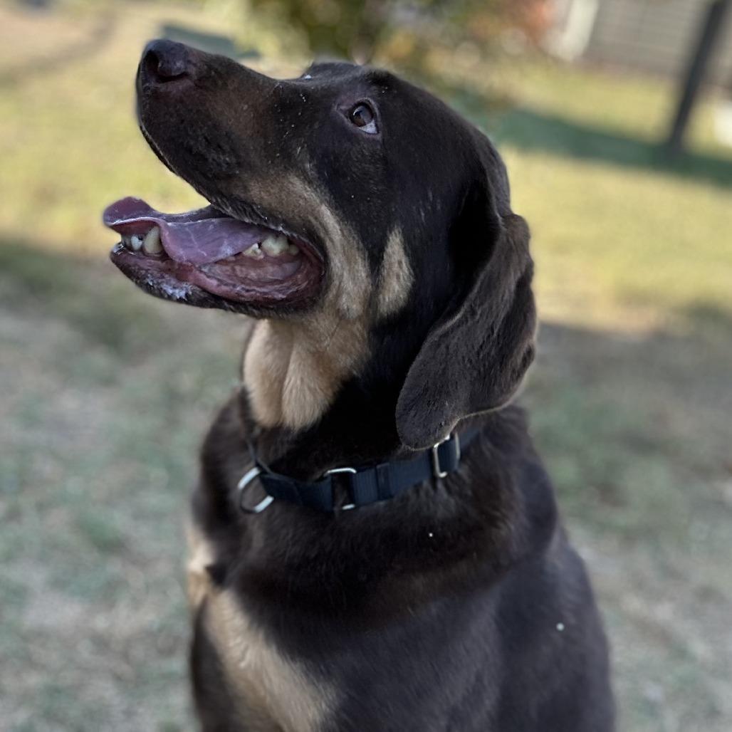 Enlarge Reese, a Adoptable mixed breed in Fredericksburg, TX image 2/6