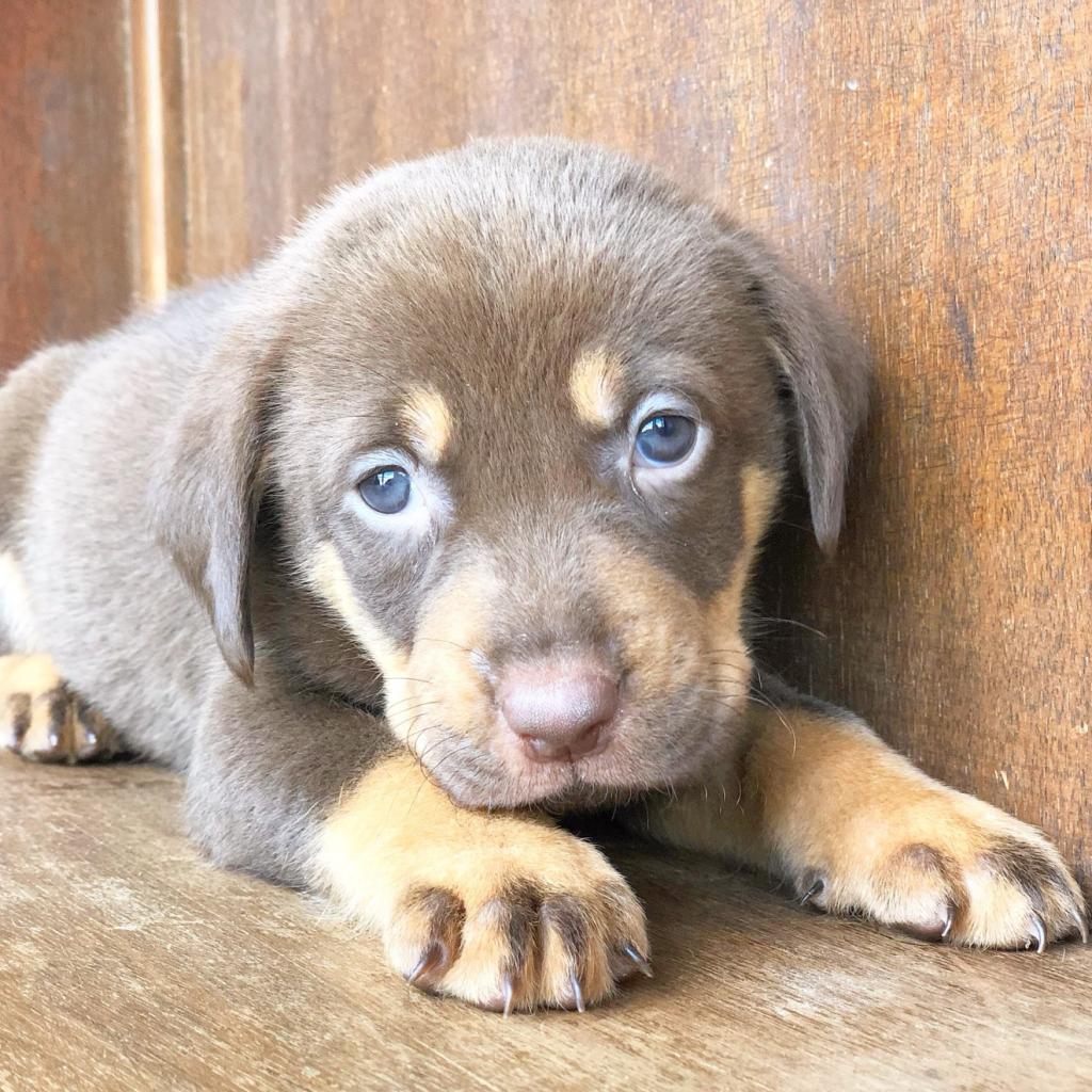 Enlarge Reese, a Adoptable mixed breed in Fredericksburg, TX image 3/6