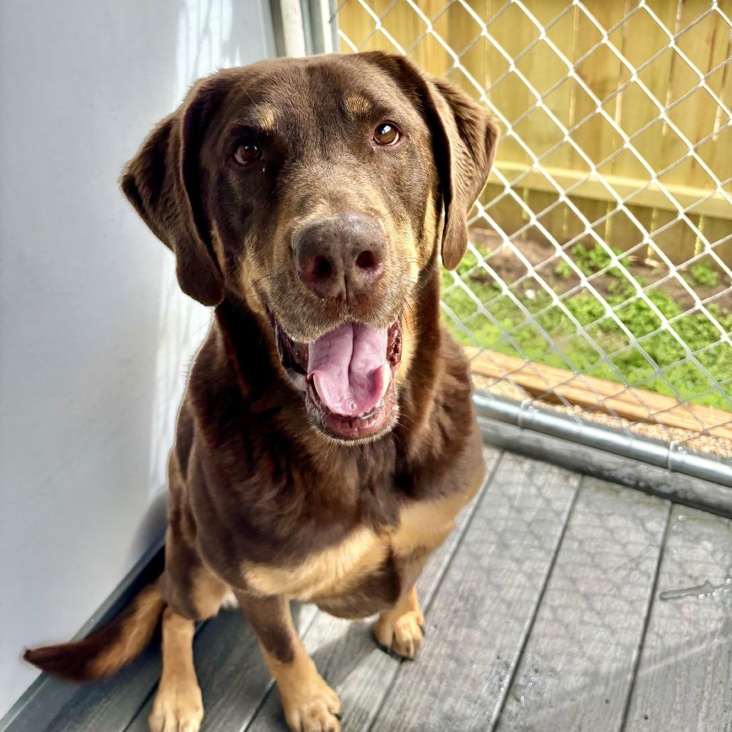 Enlarge Reese, a Adoptable mixed breed in Fredericksburg, TX image 4/6