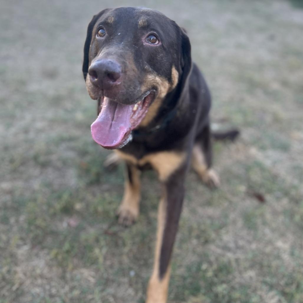 Enlarge Reese, a Adoptable mixed breed in Fredericksburg, TX image 5/6