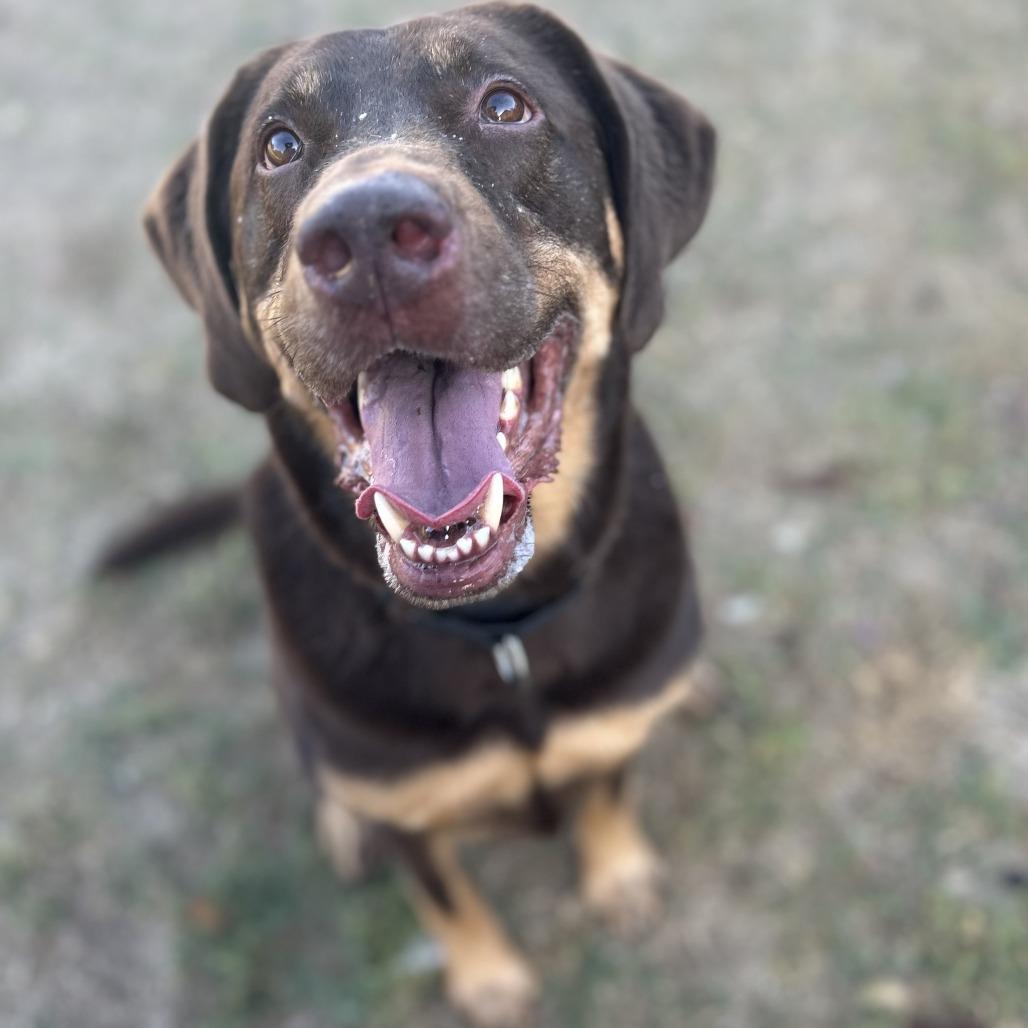 Enlarge Reese, a Adoptable mixed breed in Fredericksburg, TX image 6/6