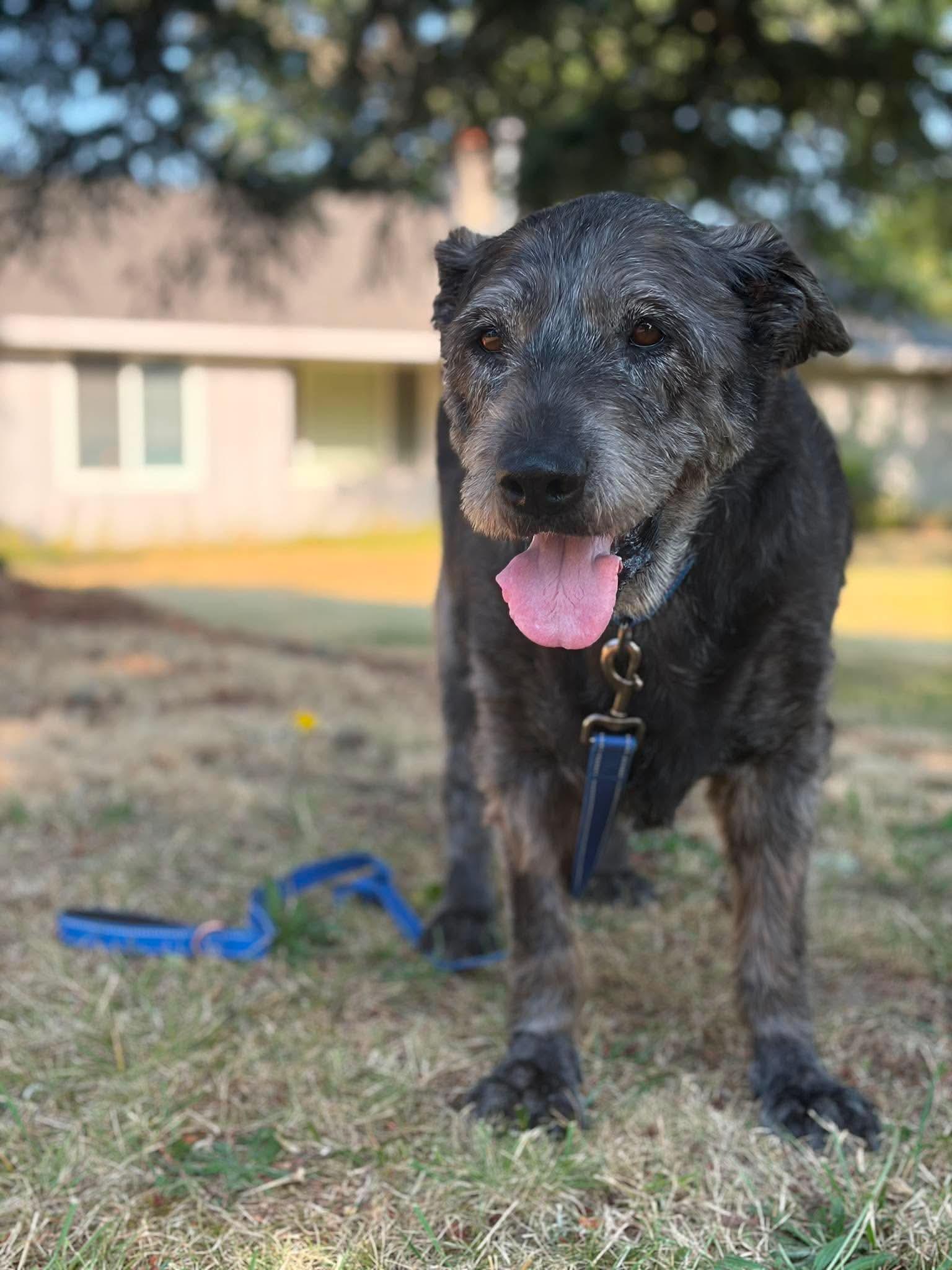Winlock, a ADOPTABLE mixed breed in Beavercreek, OR image 6/6