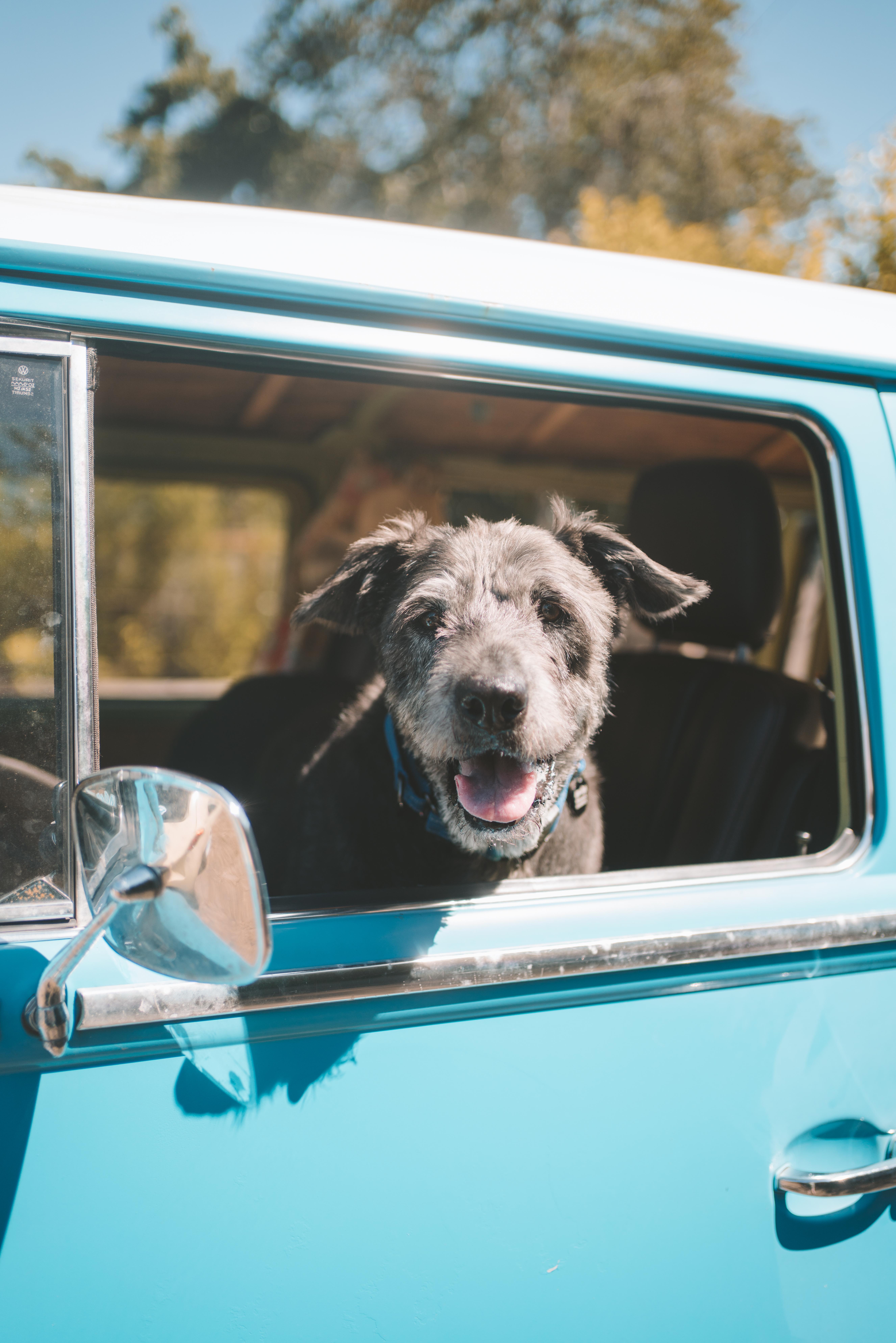 Winlock, ADOPTABLE, Senior Male Poodle & Irish Wolfhound.