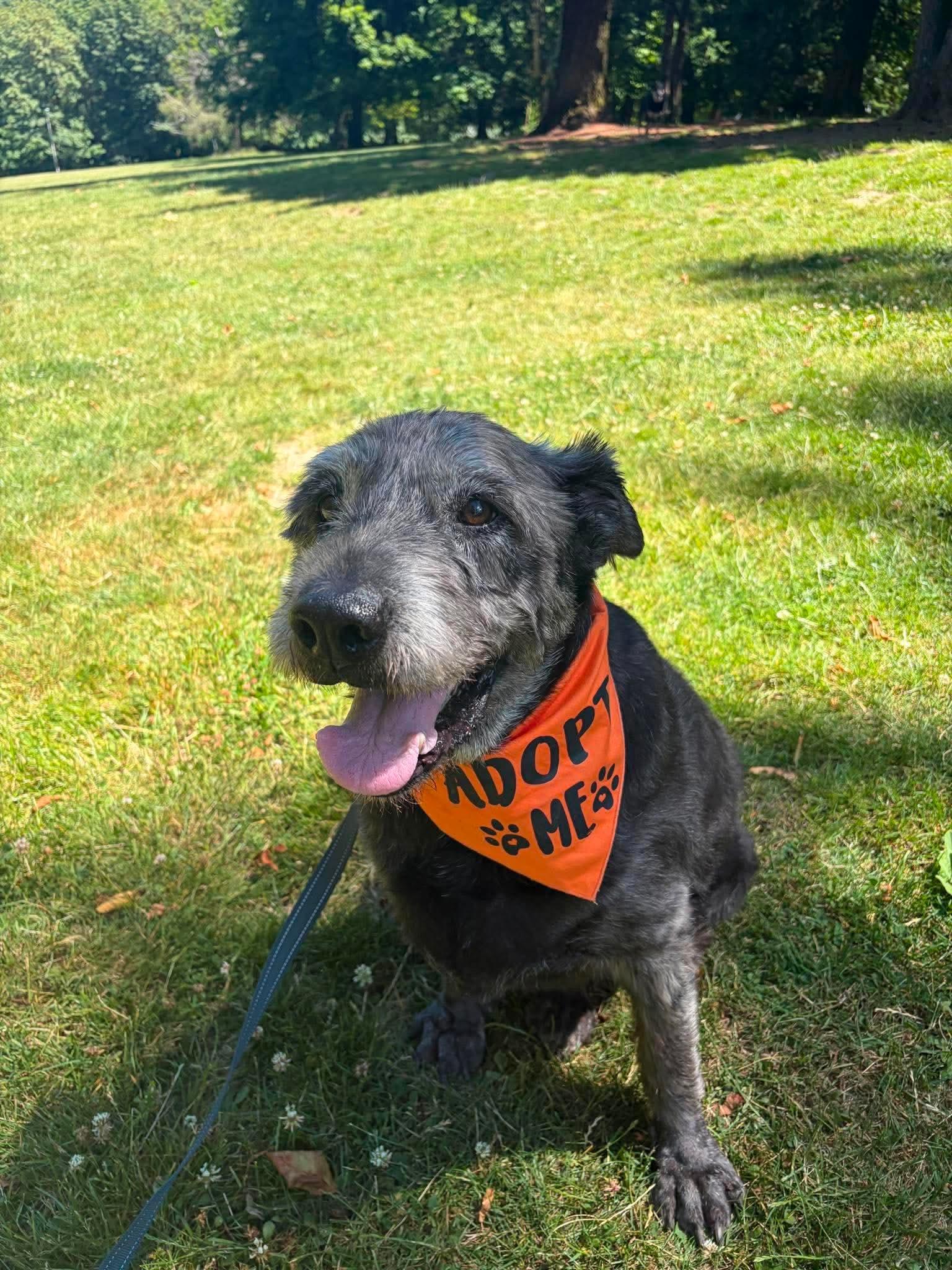 Winlock, a ADOPTABLE mixed breed in Beavercreek, OR image 1/6