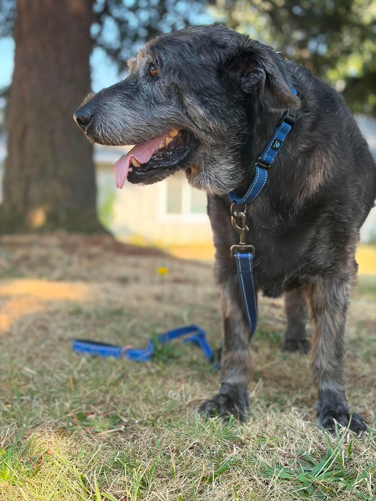 Winlock, a ADOPTABLE mixed breed in Beavercreek, OR image 5/6