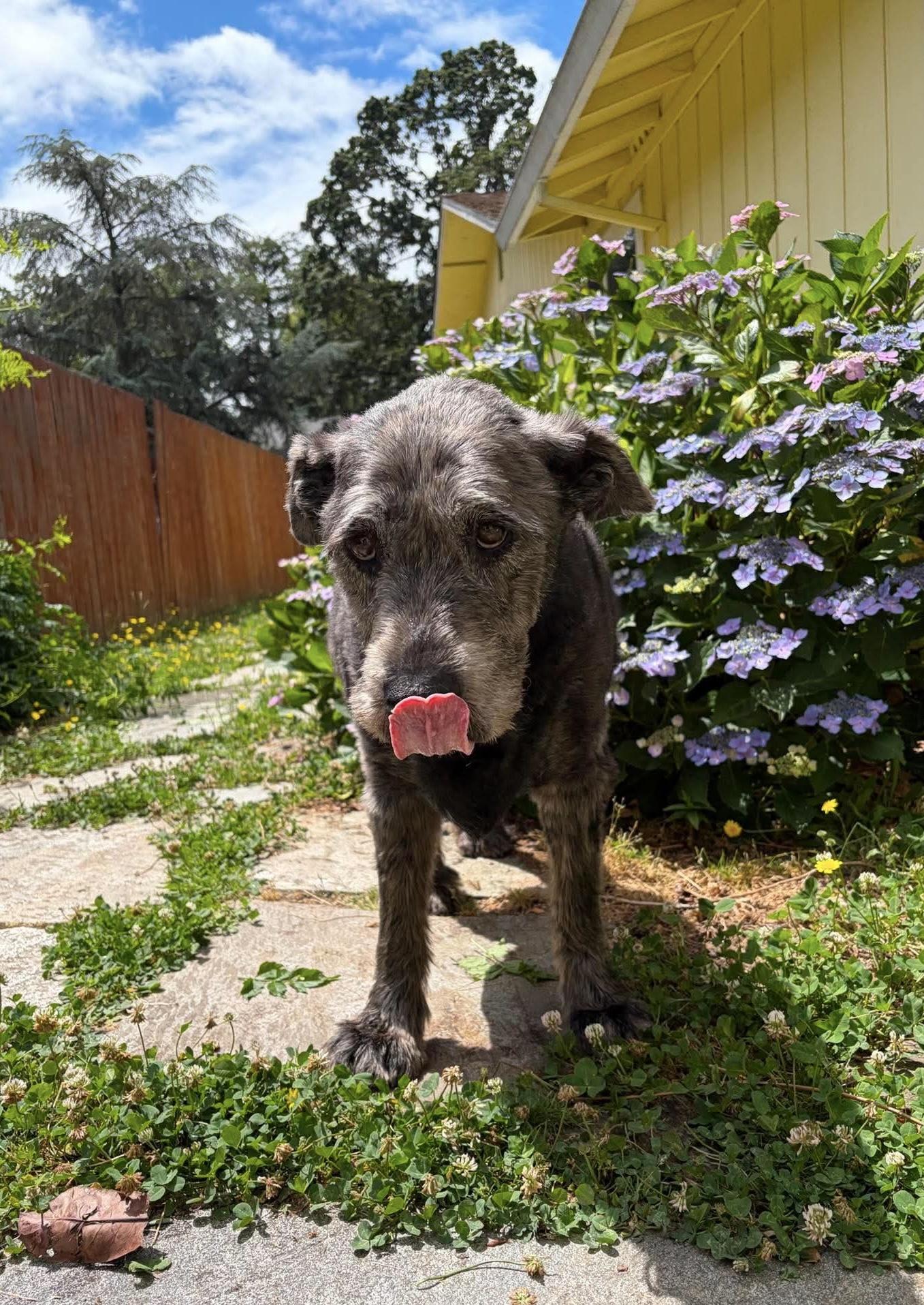 Winlock, a ADOPTABLE mixed breed in Beavercreek, OR image 2/6
