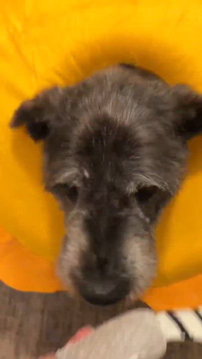 Enlarge Winlock, a ADOPTABLE mixed breed in Beavercreek, OR video 4/6