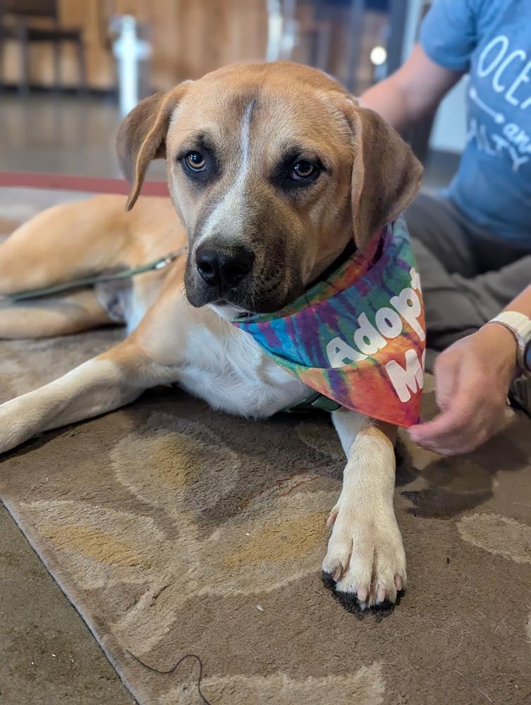 Enlarge Jack, a Adoptable mixed breed in TULSA, OK image 1/5