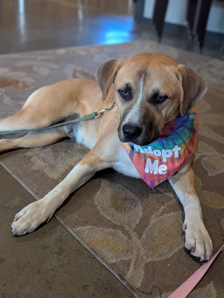 Enlarge Jack, a Adoptable mixed breed in TULSA, OK image 4/5