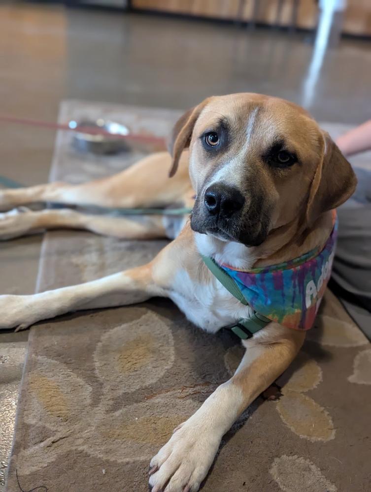 Enlarge Jack, a Adoptable mixed breed in TULSA, OK image 5/5