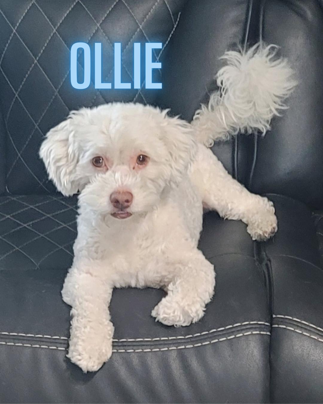 Enlarge Ollie (I love playing fetch!), a Adoptable mixed breed in Berkeley, CA image 3/4