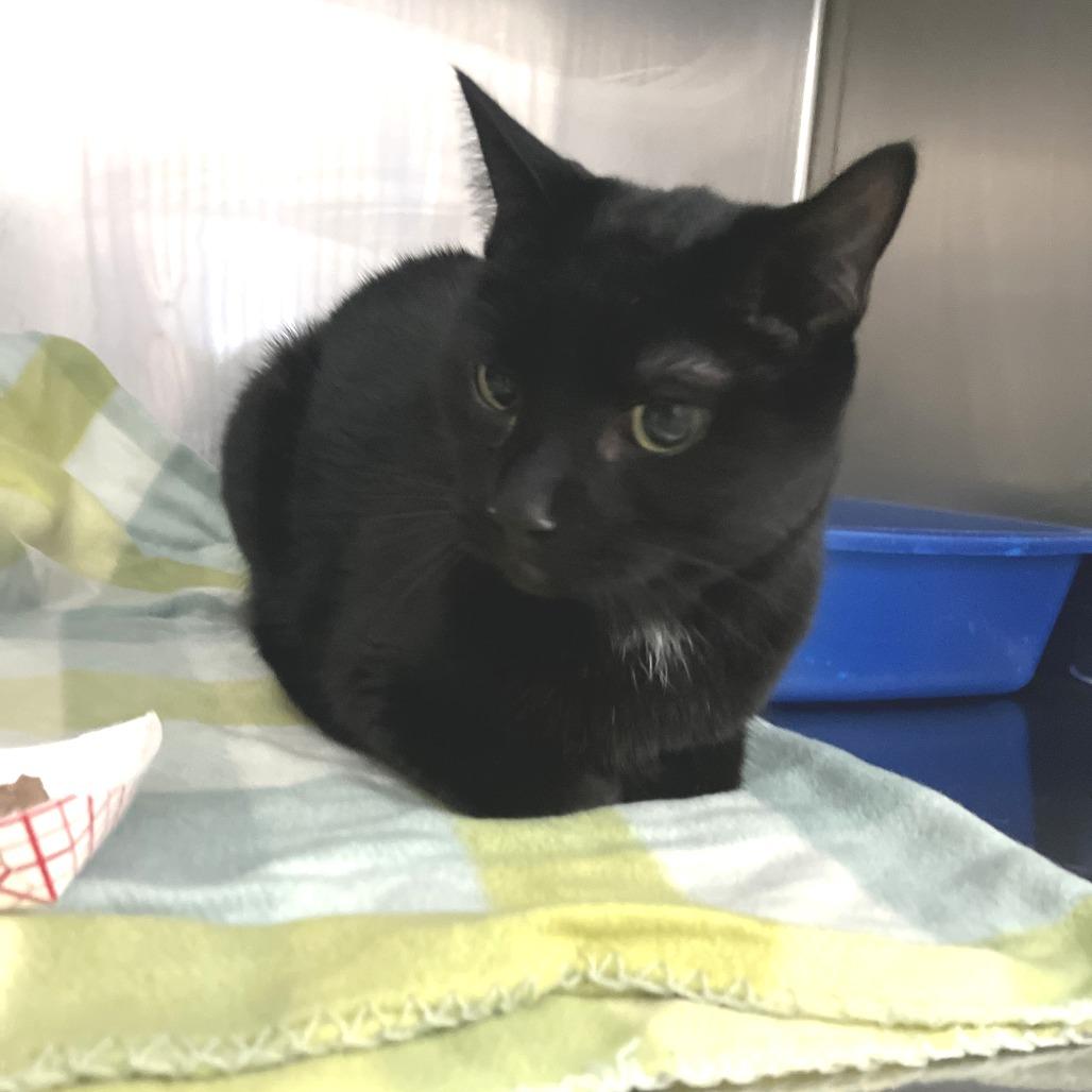 Star, Adoptable, Adult Male Domestic Short Hair.