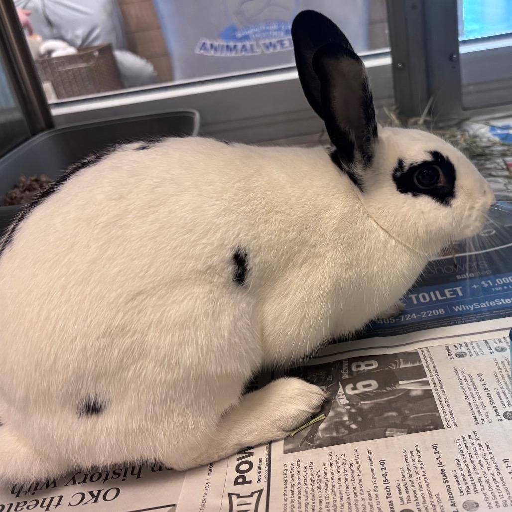 Enlarge Marshmallow, a Adoptable English Spot in Pauls Valley, OK image 1/1