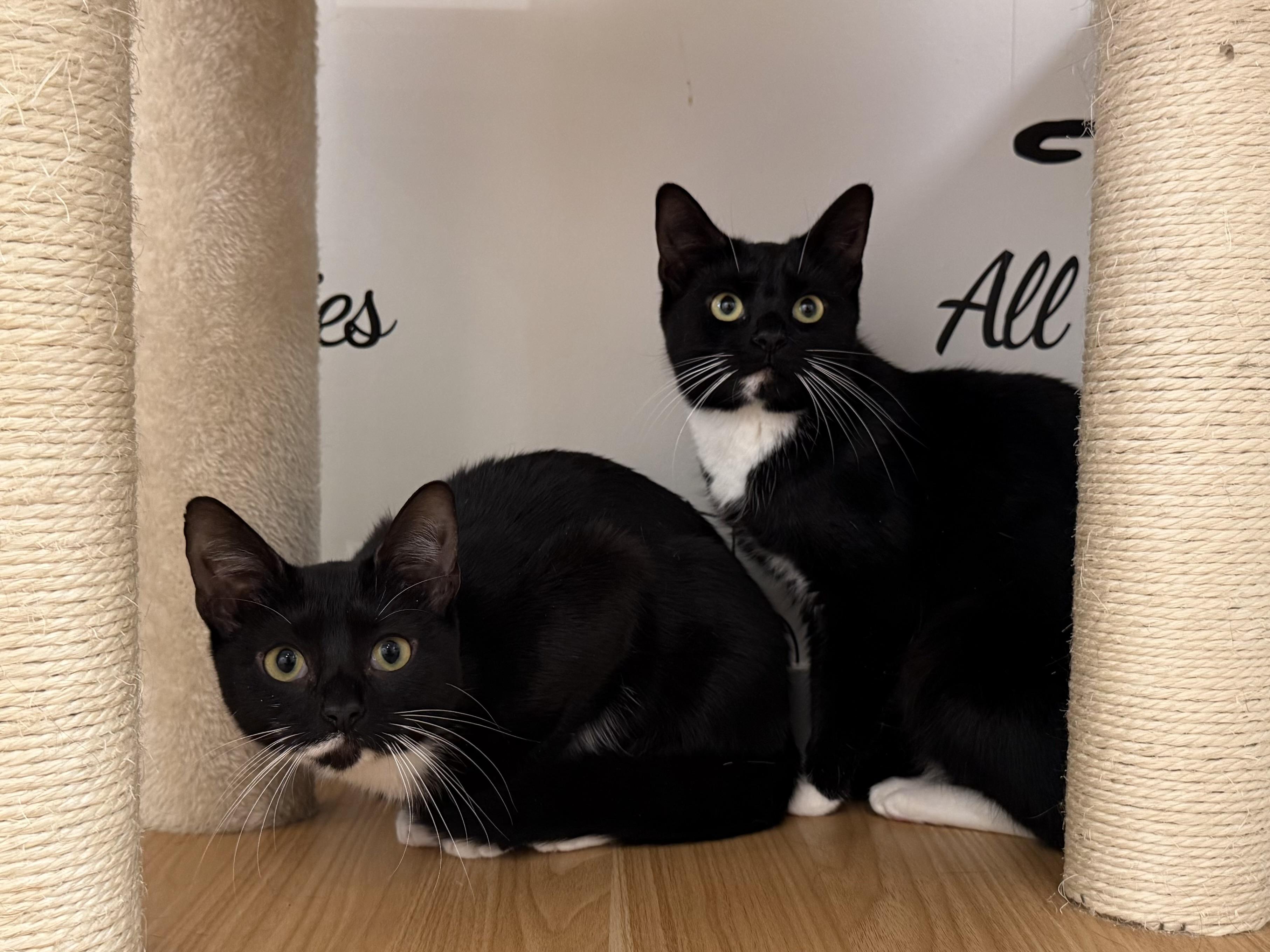 Morticia & Misty, a ADOPTABLE Domestic Short Hair in Old Saybrook, CT image 2/6