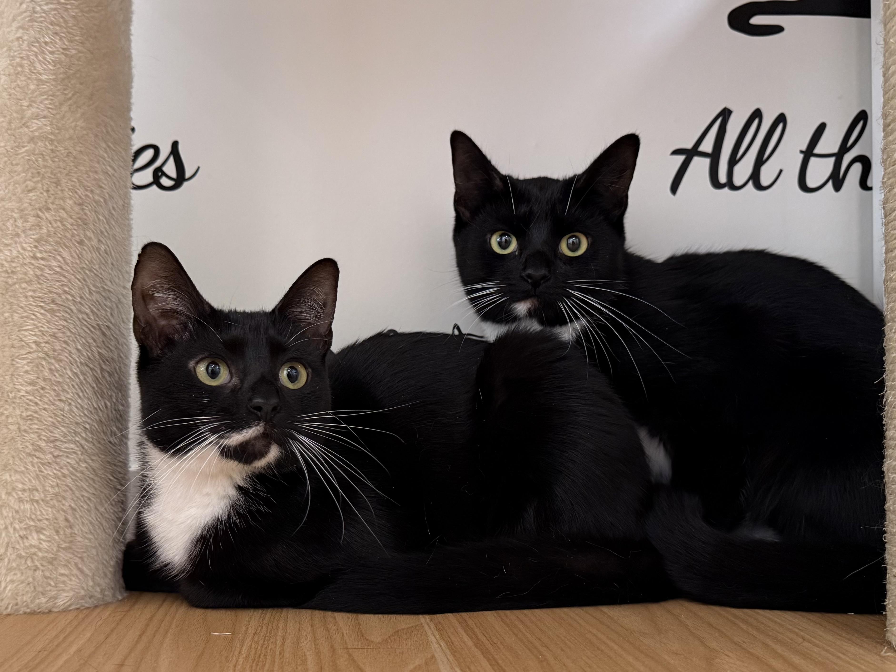 Morticia & Misty, ADOPTABLE, Adult Female Domestic Short Hair.
