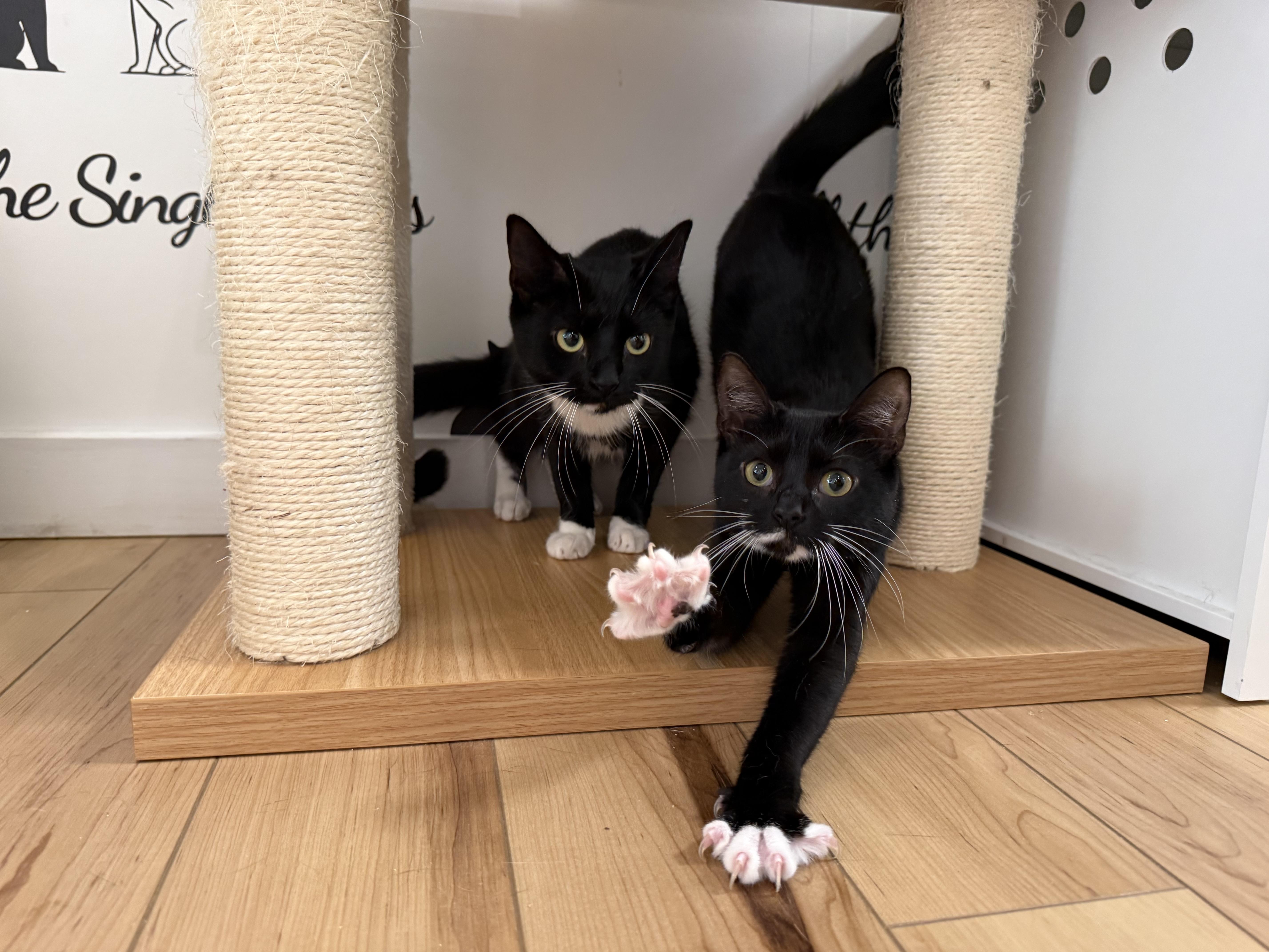 Morticia & Misty, a ADOPTABLE Domestic Short Hair in Old Saybrook, CT image 6/6