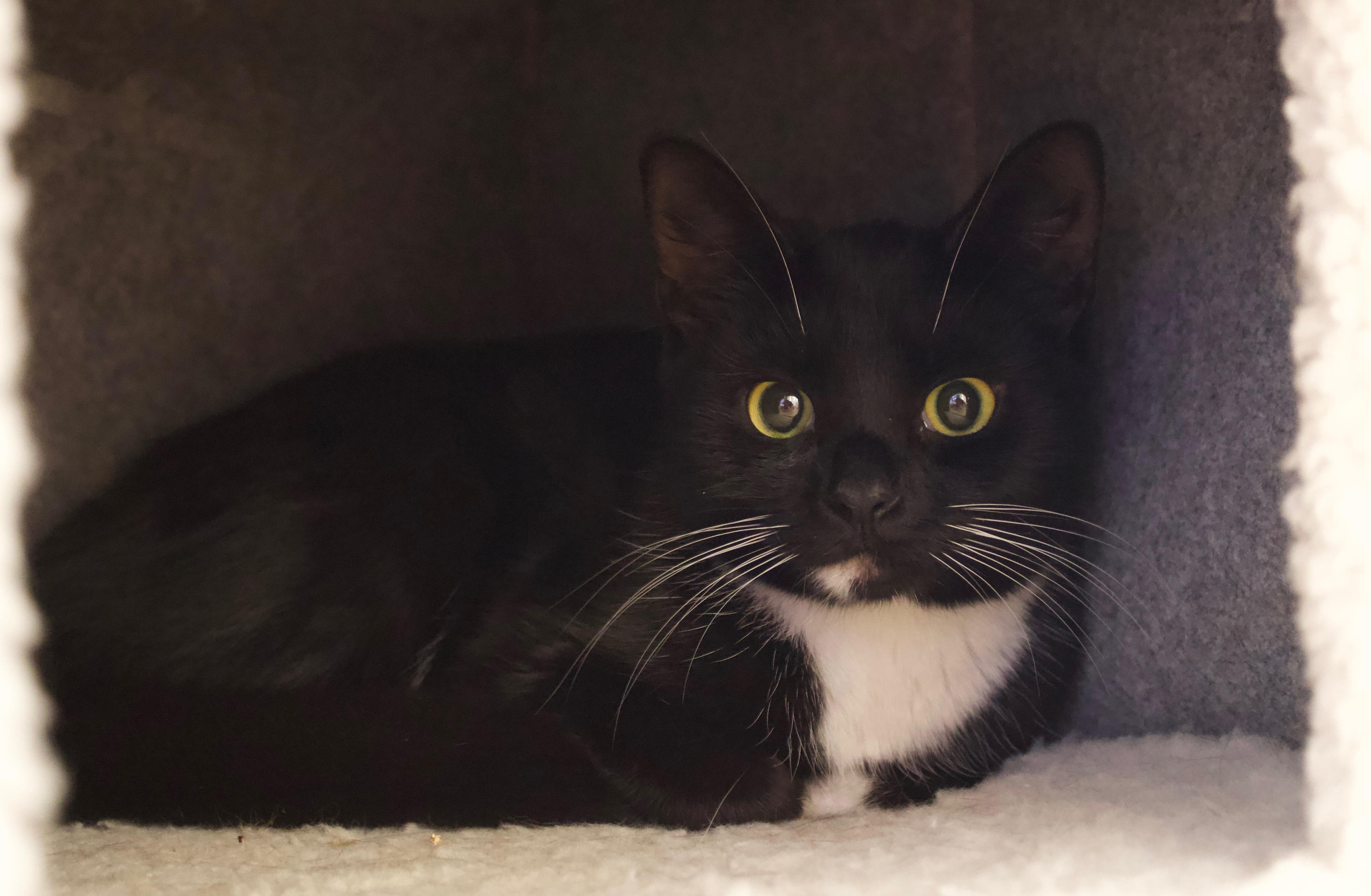 Morticia & Misty, a ADOPTABLE Domestic Short Hair in Old Saybrook, CT image 3/6