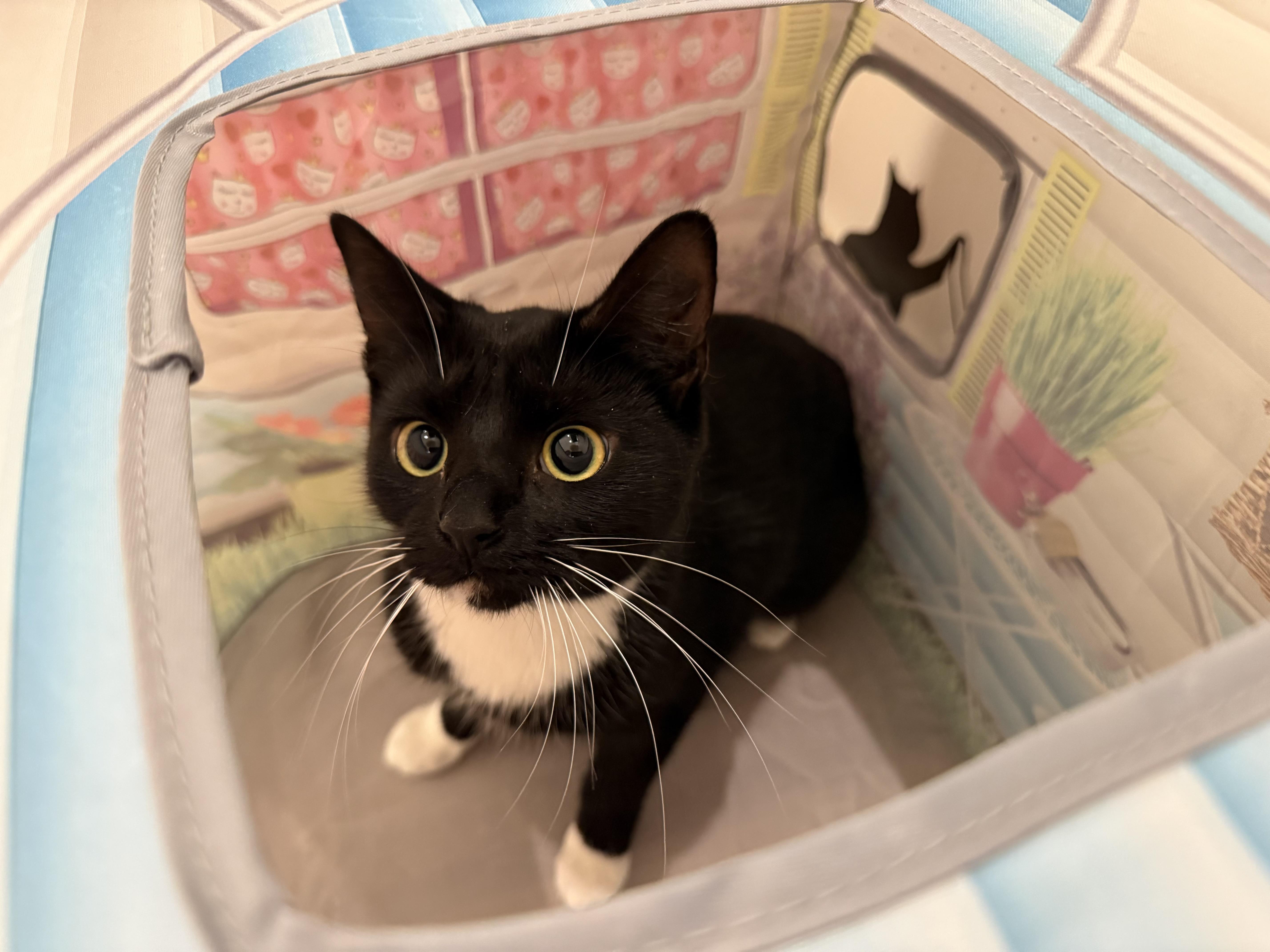 Morticia & Misty, a ADOPTABLE Domestic Short Hair in Old Saybrook, CT image 4/6