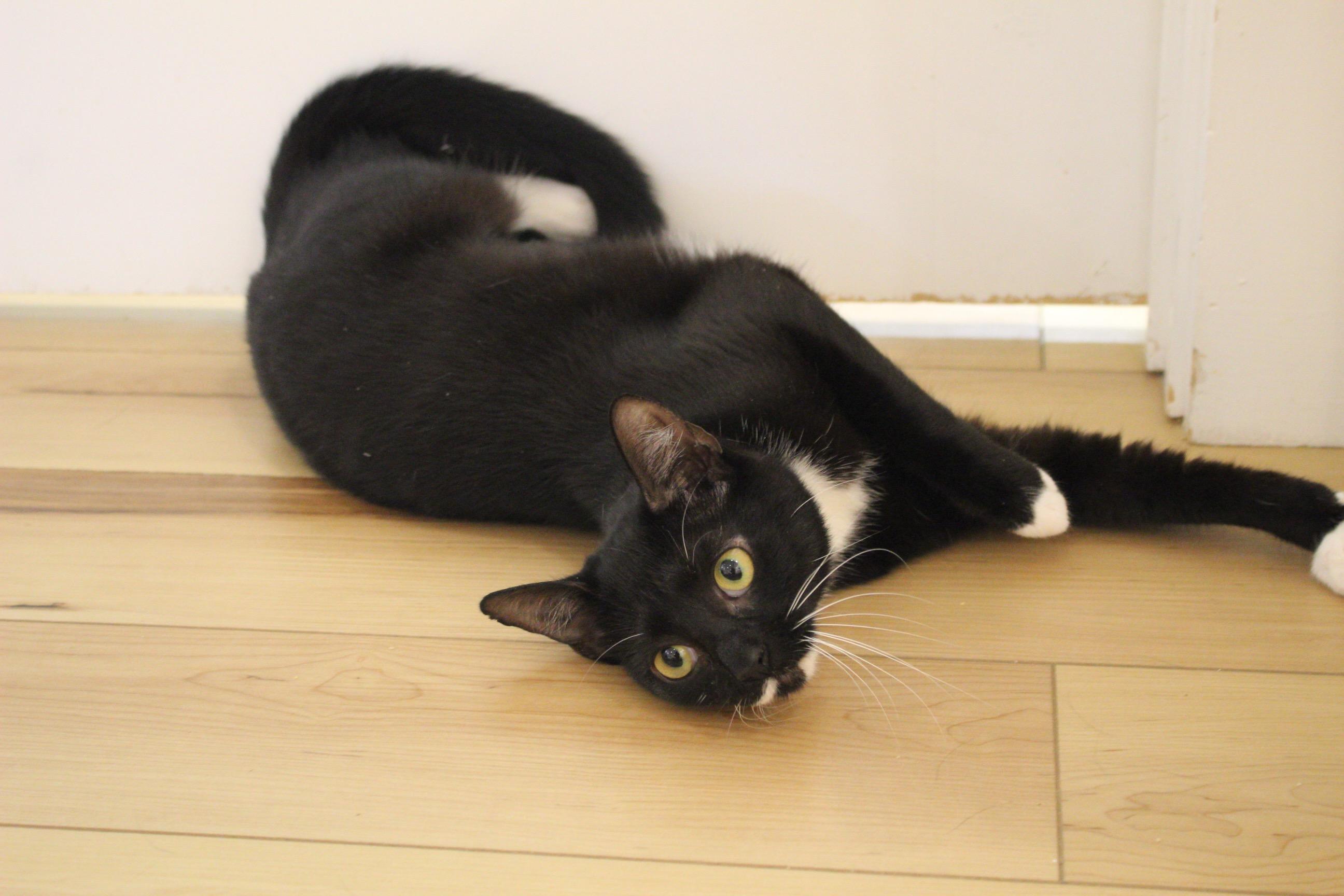 Morticia & Misty, a ADOPTABLE Domestic Short Hair in Old Saybrook, CT image 5/6