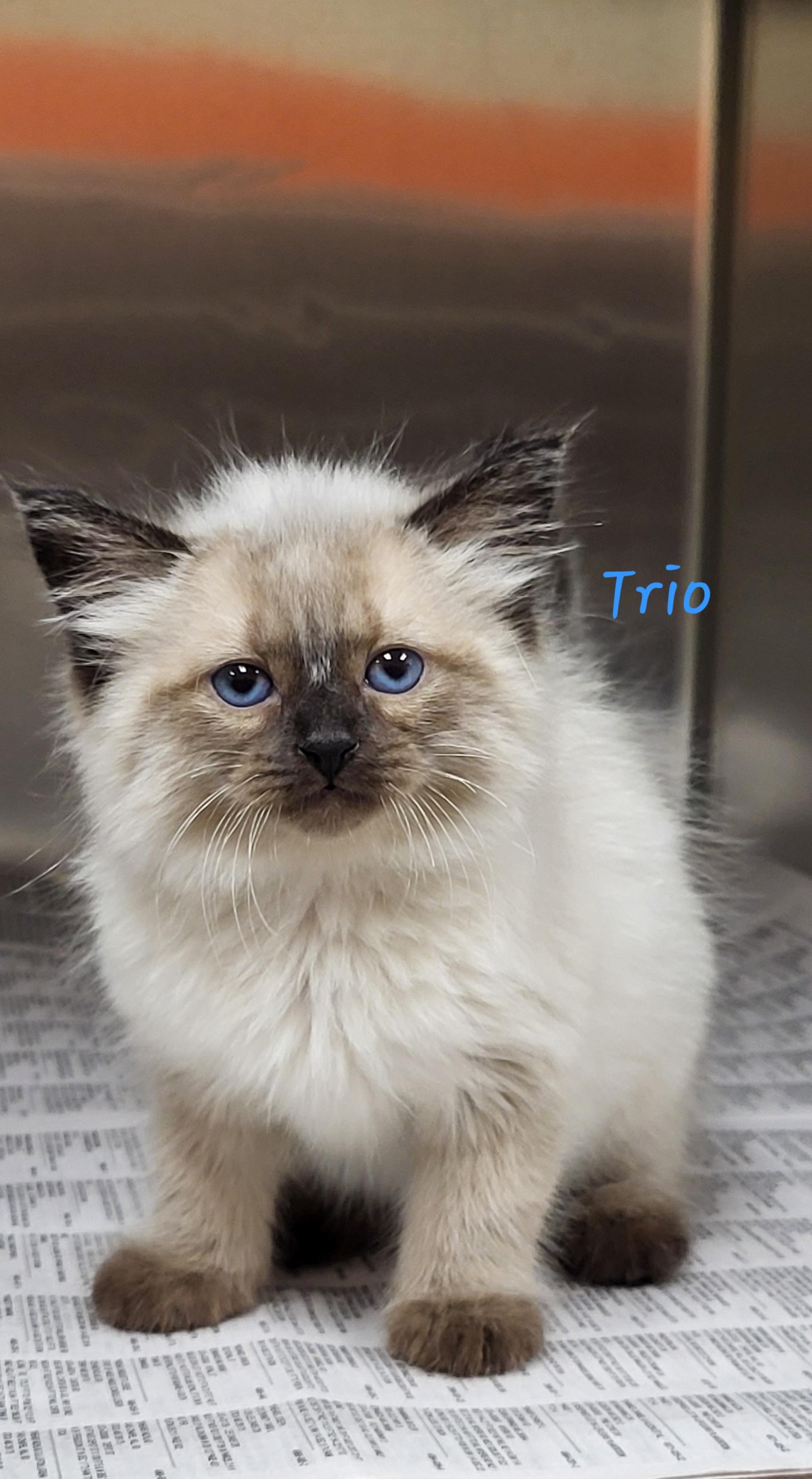 Trio, adopted, Kitten Male Domestic Long Hair.