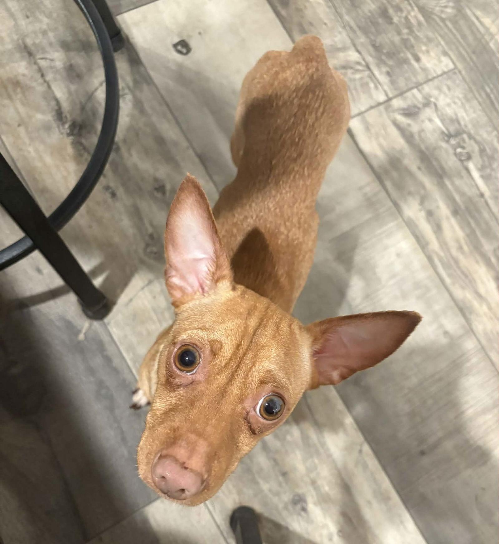 Rupert, Adoptable, Adult Male Mixed Breed.