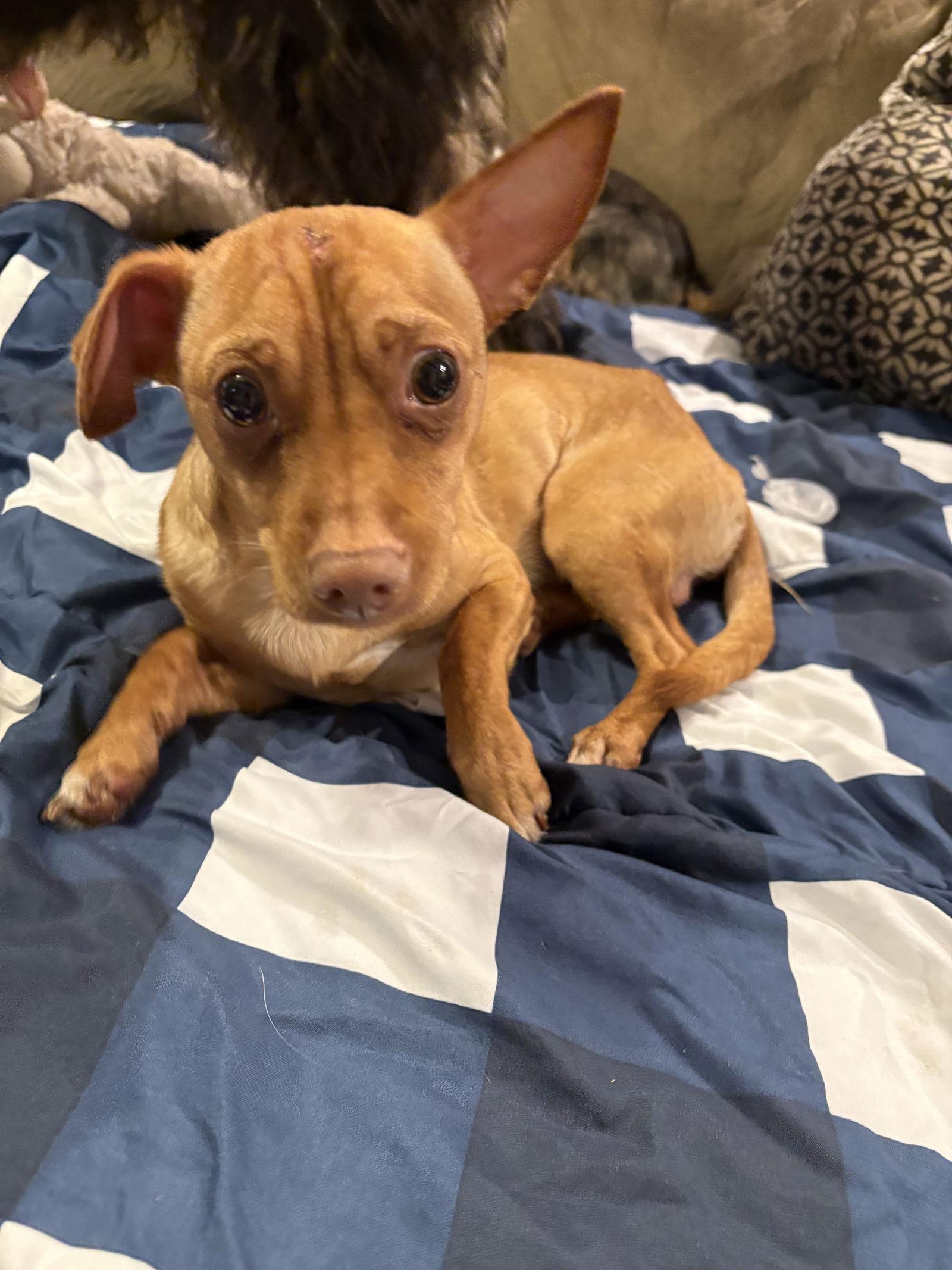 Rupert, a Adoptable Mixed Breed in Mount Pleasant, SC image 2/2